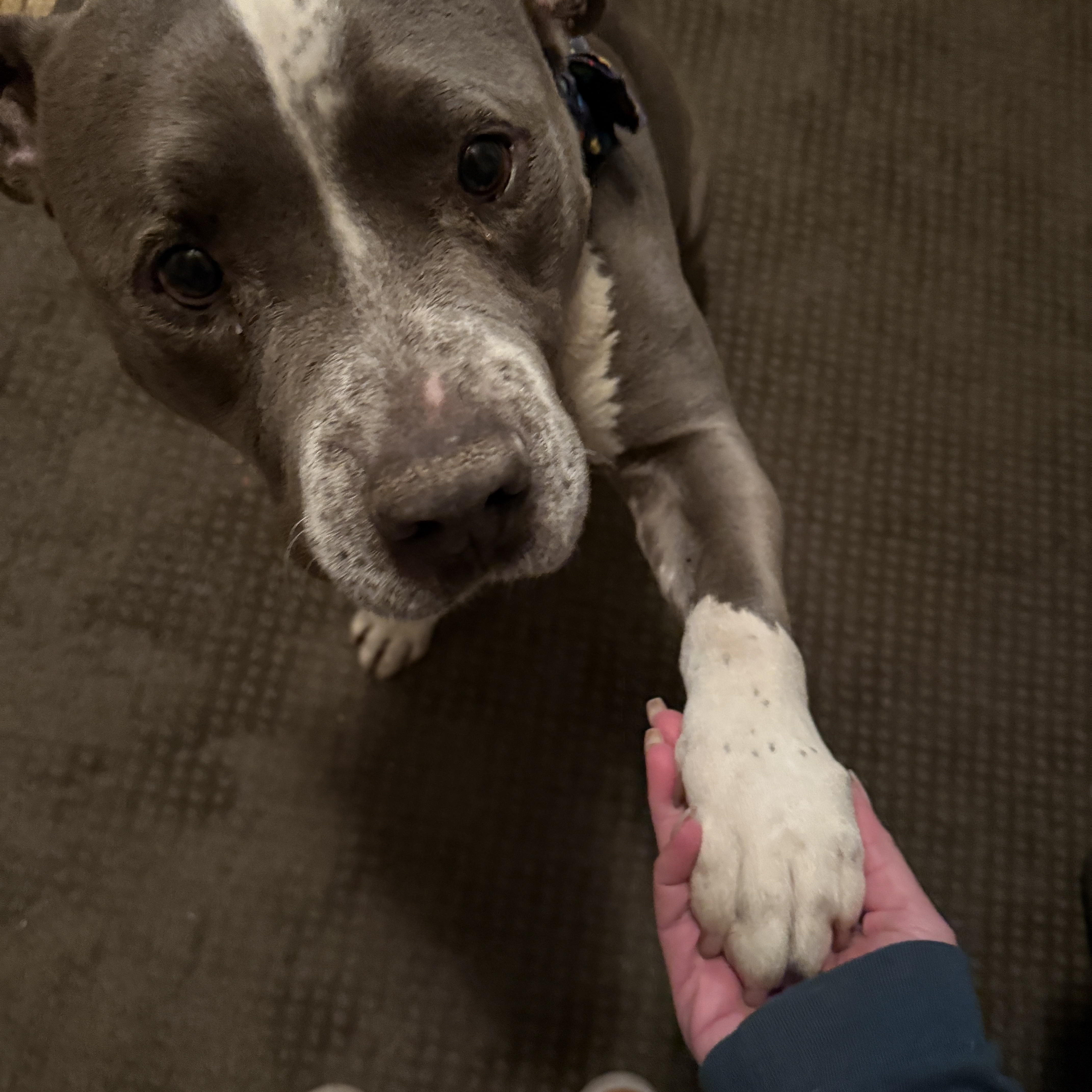 Bennett, a ADOPTABLE mixed breed in Wildomar , CA image 2/3