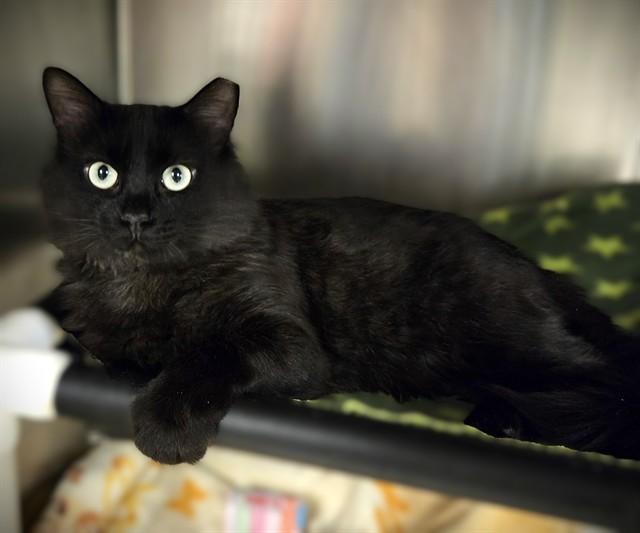 Enlarge PUBLIC COMMENT, a Adoptable Domestic Short Hair in West Valley City, UT image 1/1