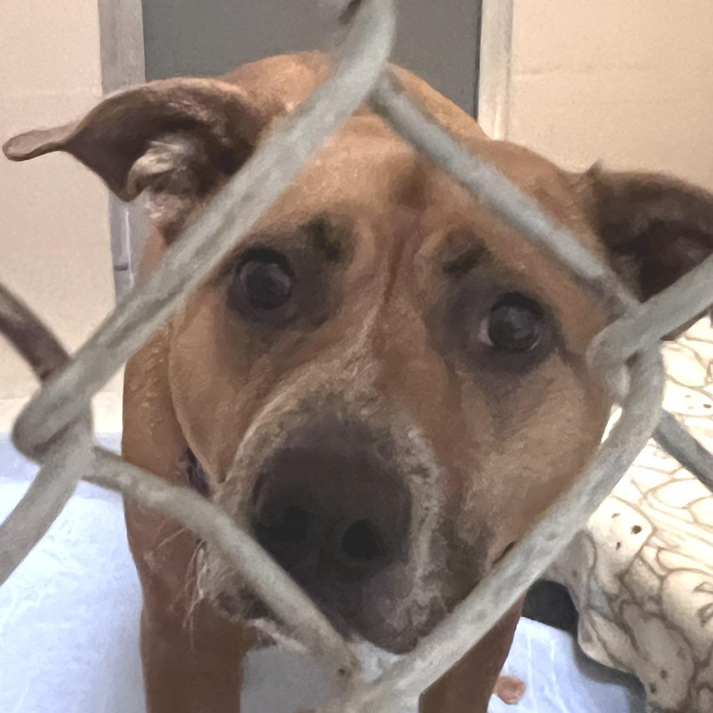 Kahleesi, Adoptable, Adult Female Pit Bull Terrier & Cattle Dog.
