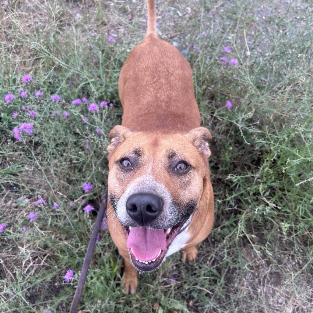 Enlarge Kahleesi, a Adoptable mixed breed in Port Townsend, WA image 2/5