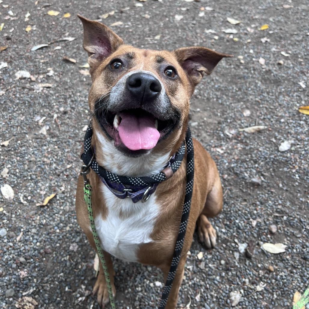 Enlarge Kahleesi, a Adoptable mixed breed in Port Townsend, WA image 3/5