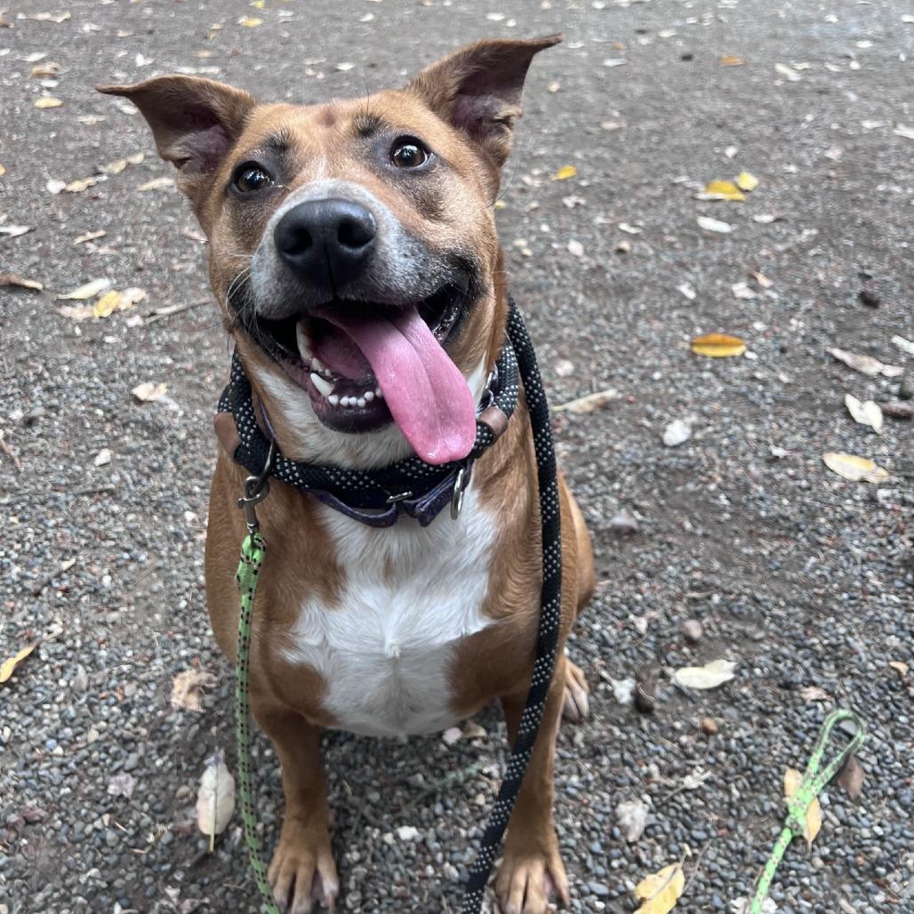 Enlarge Kahleesi, a Adoptable mixed breed in Port Townsend, WA image 4/5