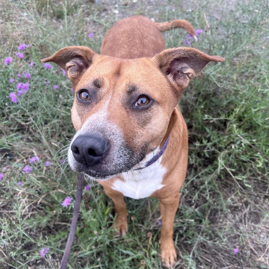 Enlarge Kahleesi, a Adoptable mixed breed in Port Townsend, WA image 5/5