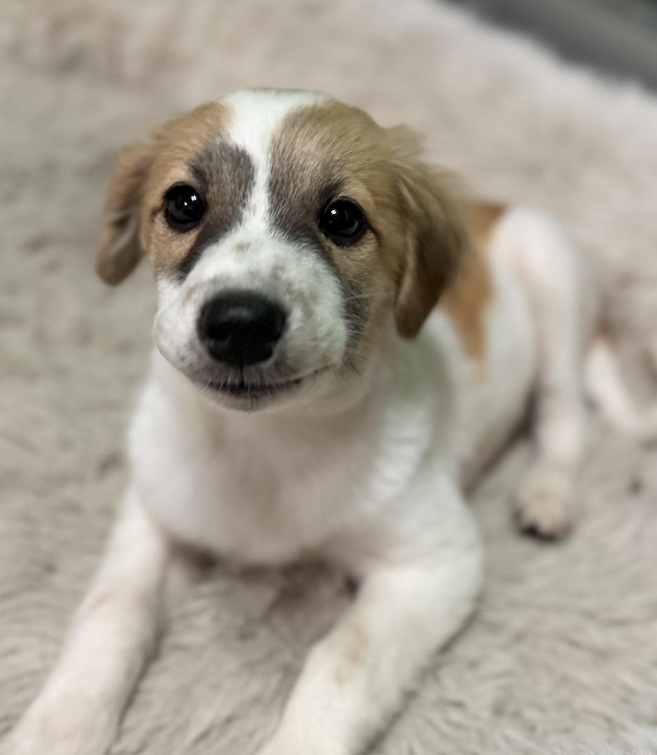 Fraggle, Adoptable, Puppy Male Australian Shepherd & Spaniel.