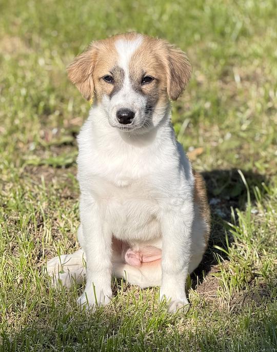 Enlarge Fraggle, a Adoptable mixed breed in Anchorage, AK image 2/2