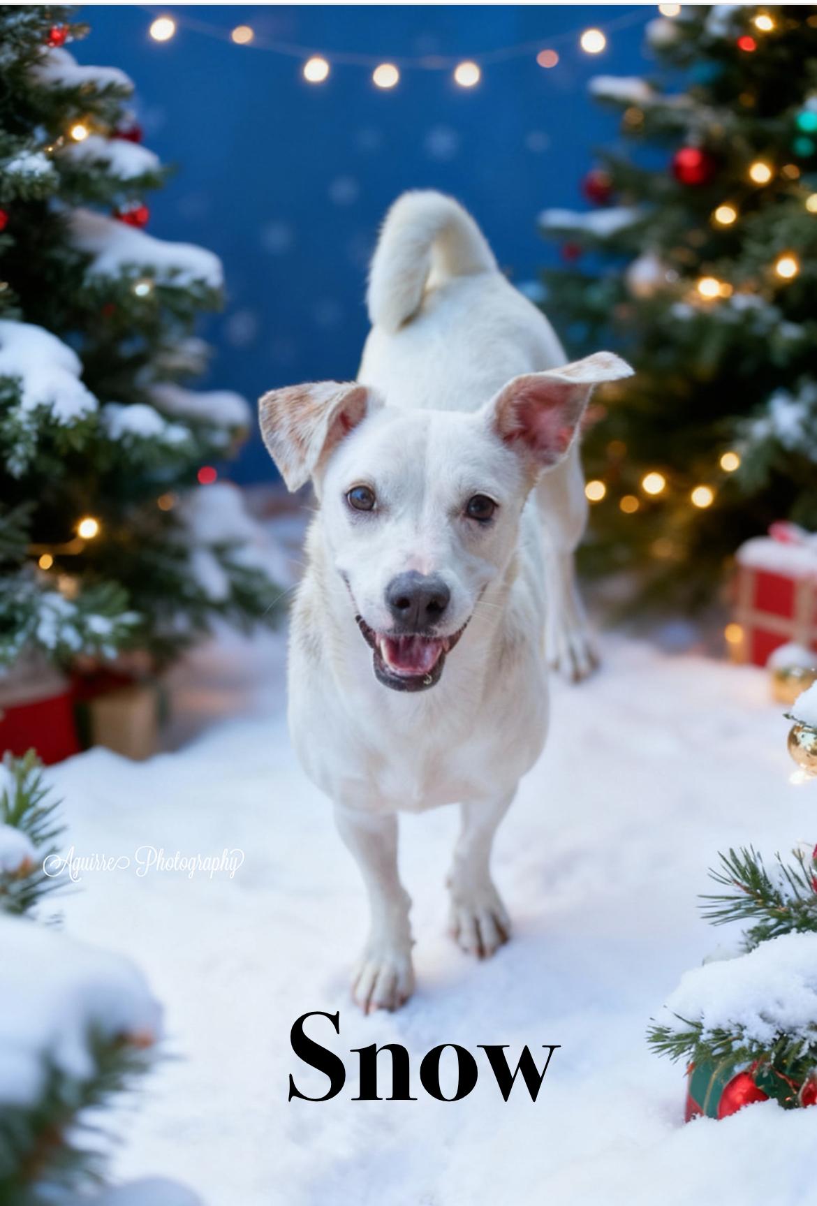 Snow, a Adoptable mixed breed in Port Lavaca, TX image 1/6