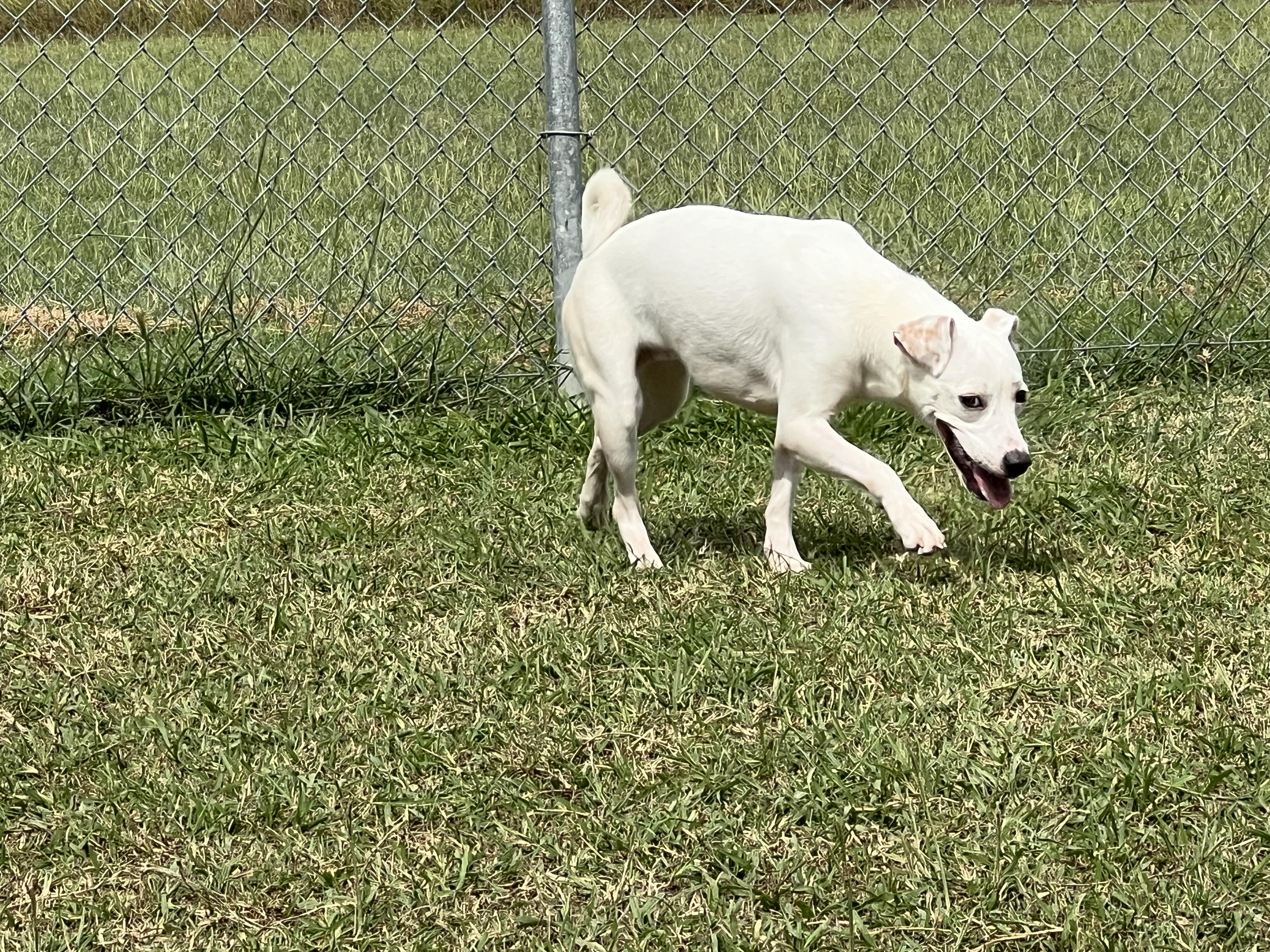 Snow, Adoptable, Young Female Terrier & Basenji.