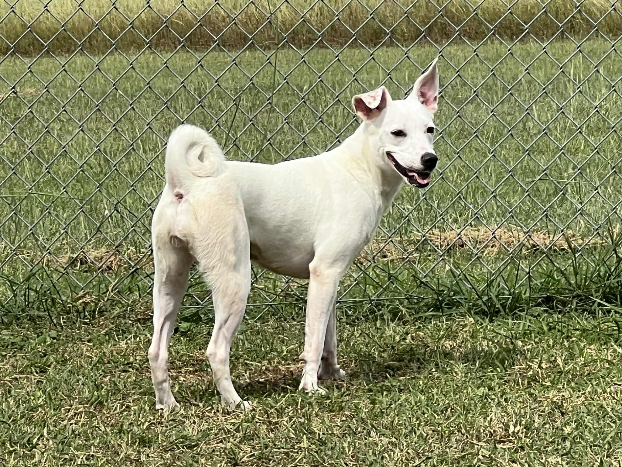 Snow, a Adoptable mixed breed in Port Lavaca, TX image 2/5