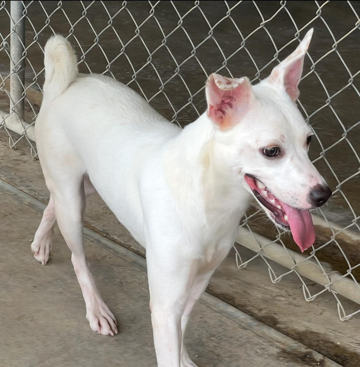 Snow, a Adoptable mixed breed in Port Lavaca, TX image 3/5
