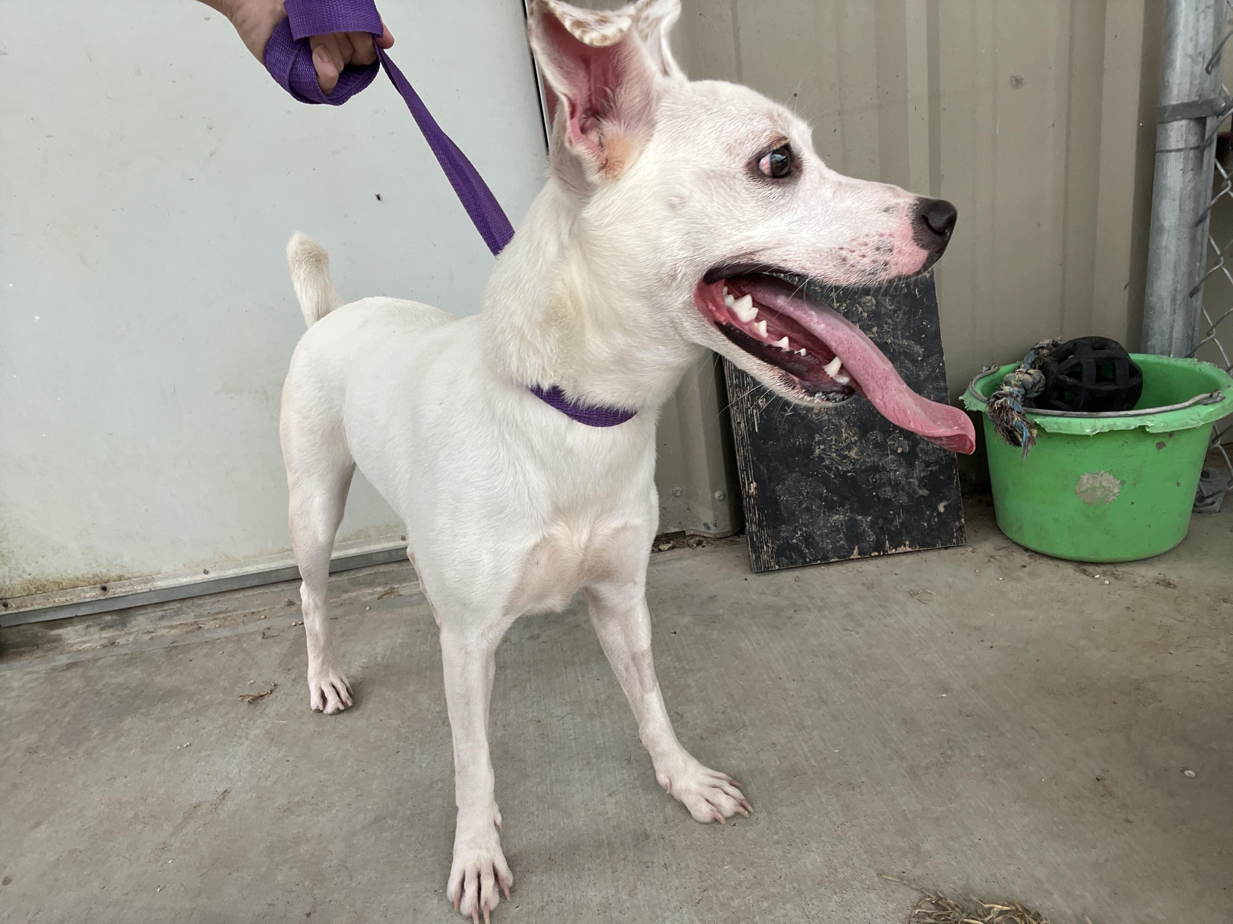Snow, a Adoptable mixed breed in Port Lavaca, TX image 4/5