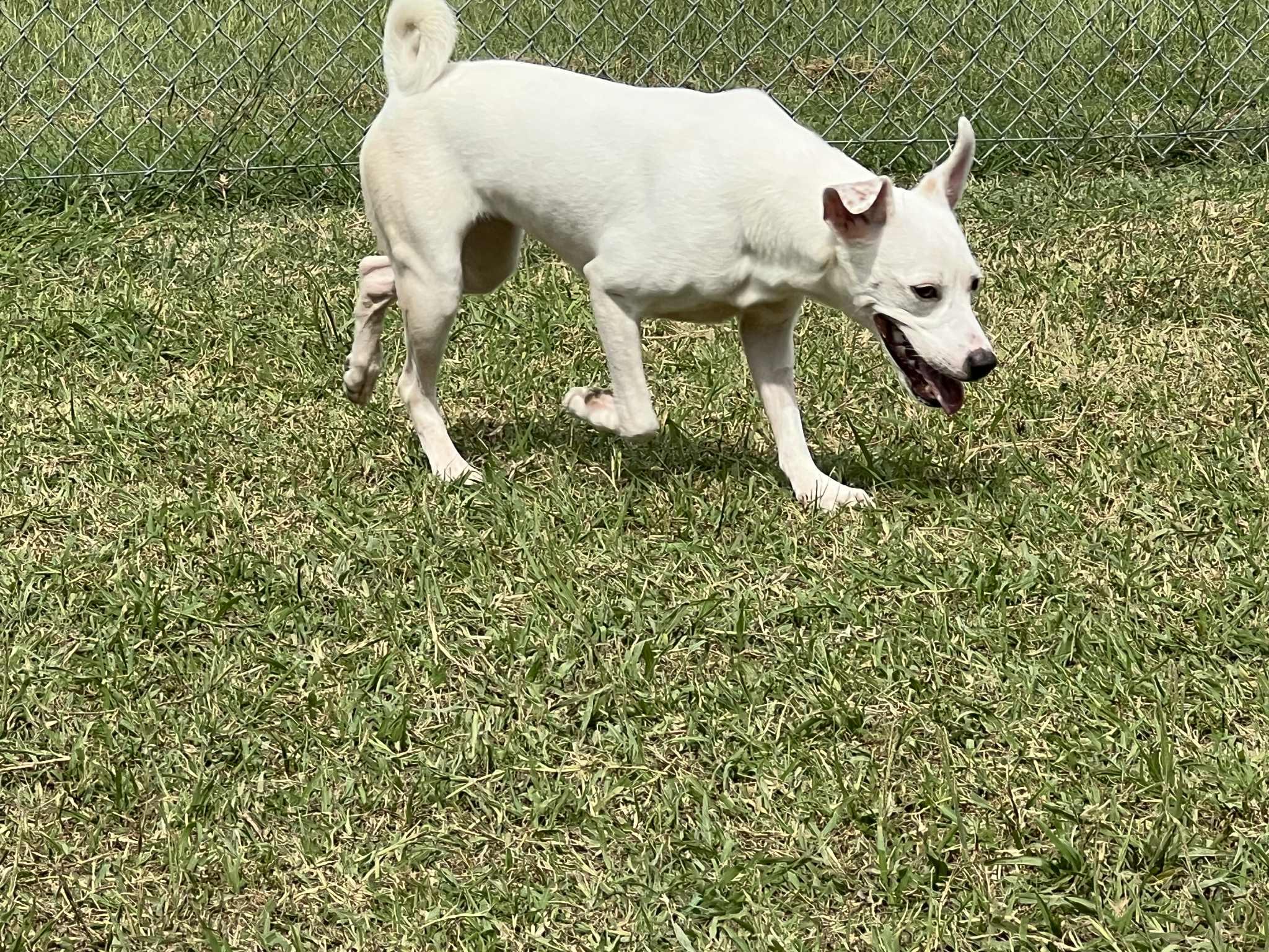 Snow, a Adoptable mixed breed in Port Lavaca, TX image 5/5