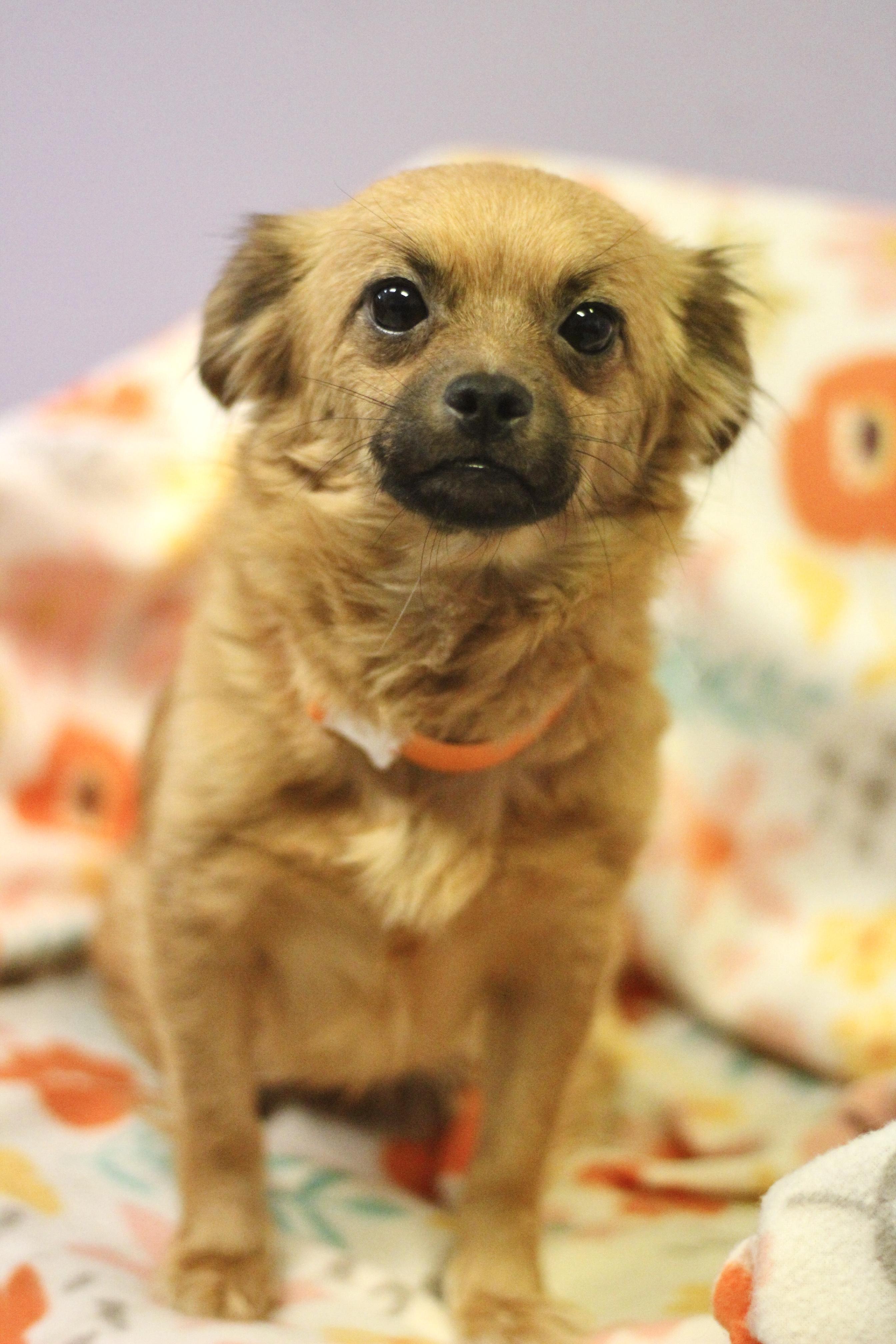 Maxine in NH! Come Meet our Adoptable Dogs Wednesday-Saturday. More info in Bio!, adopted, Adult Female Chihuahua.