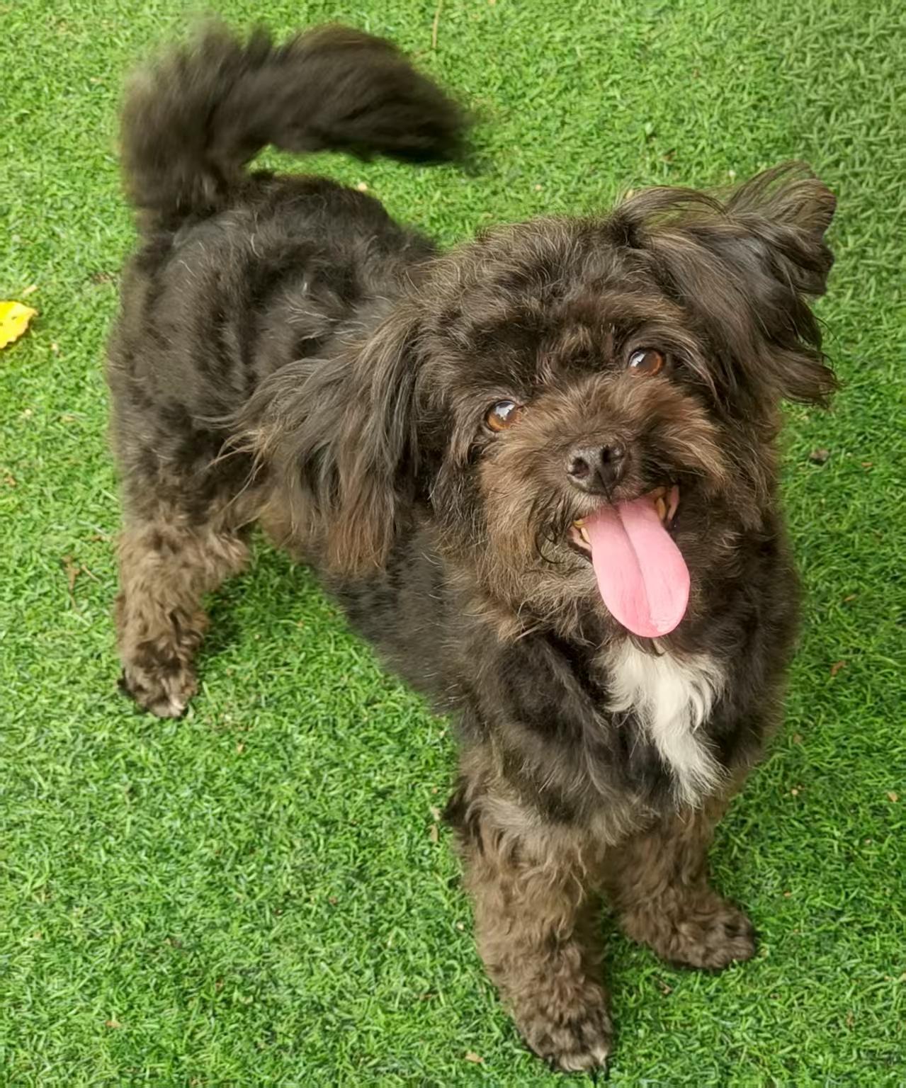 Mia, a Adoptable Poodle (Toy) in Toronto, ON image 1/2