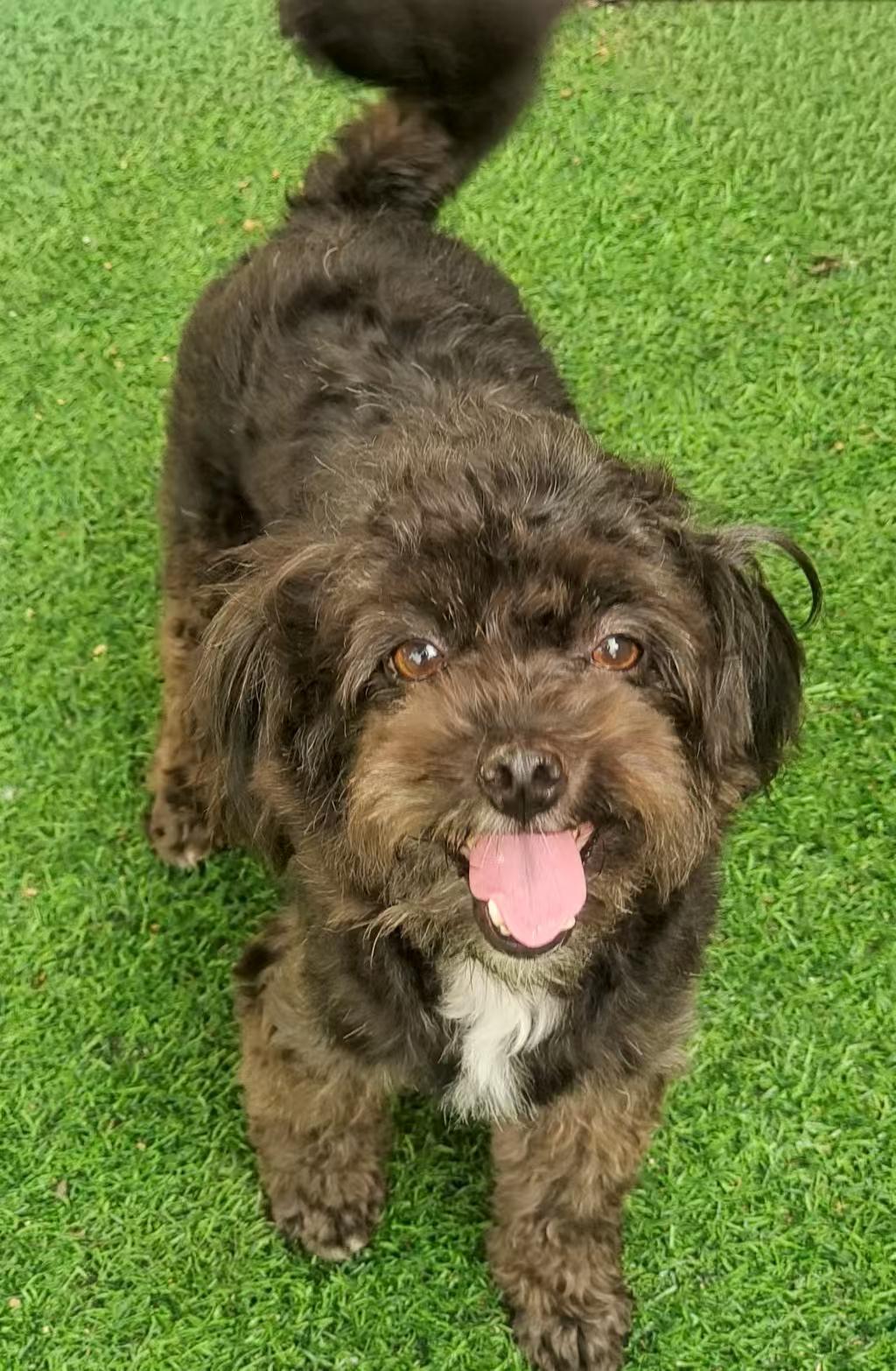 Mia, a Adoptable Poodle (Toy) in Toronto, ON image 2/2