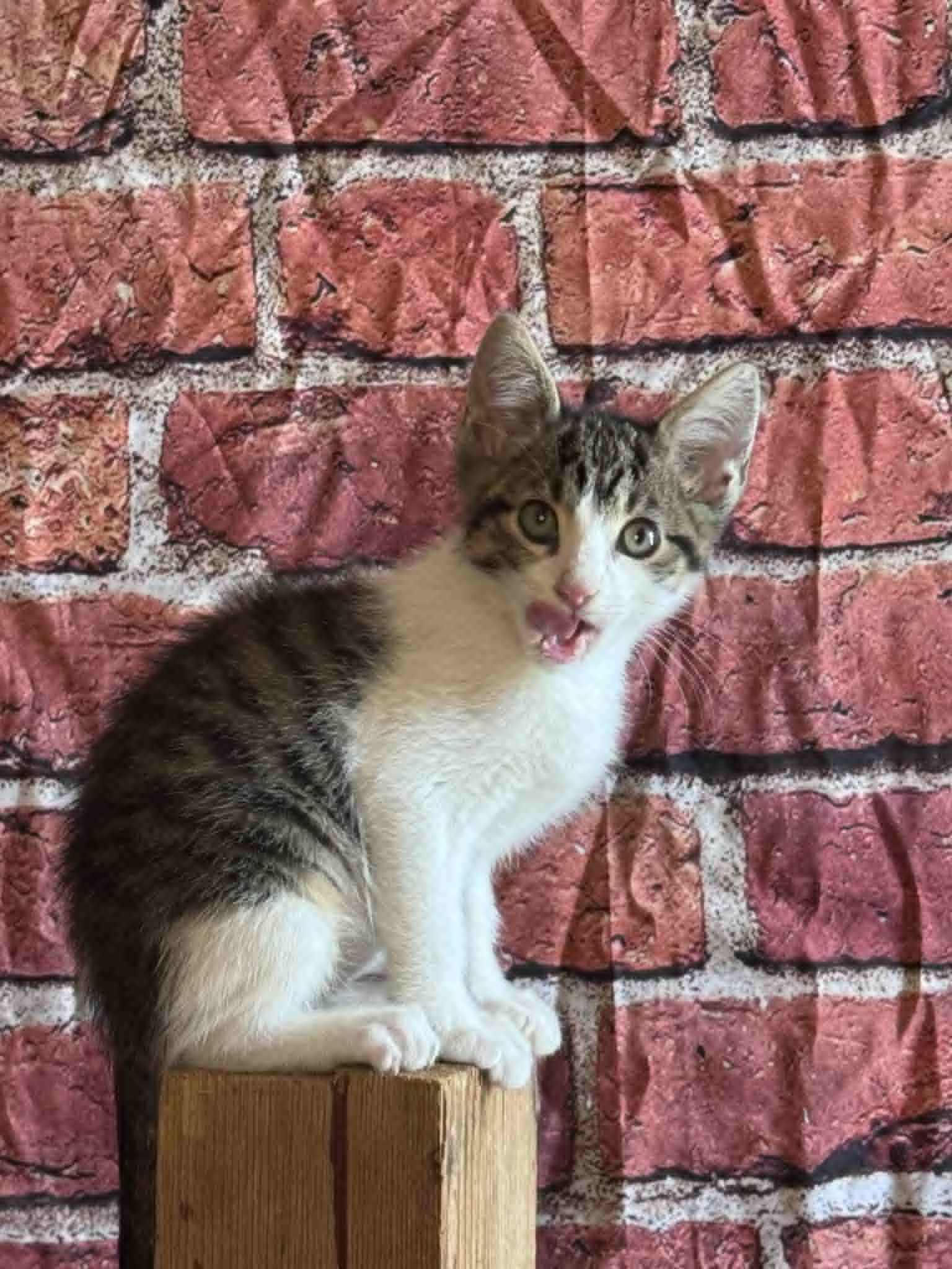 Olly, Adoptable, Young Male Domestic Short Hair.