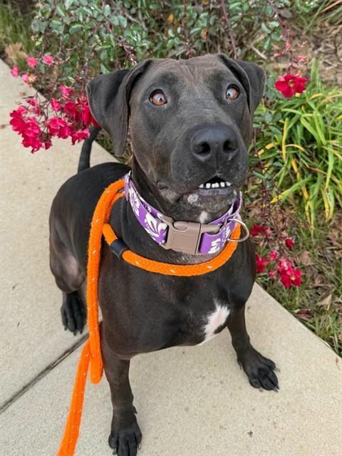 Enlarge SOSA, a Adoptable mixed breed in Sacramento, CA image 1/1