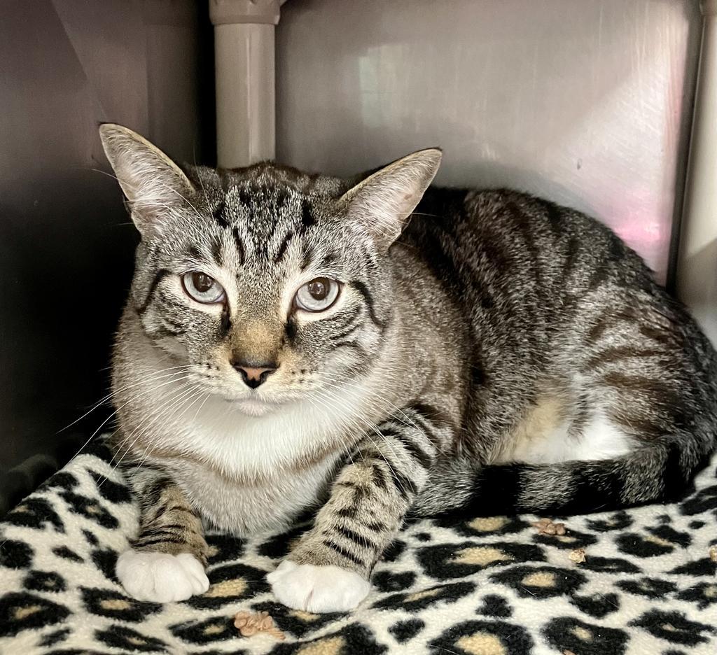 Bambino, Adoptable, Adult Male Siamese.