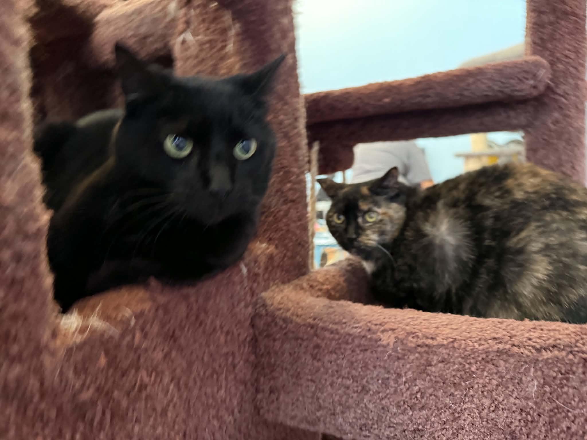 Enlarge Raven (cat café) , a ADOPTABLE Domestic Short Hair in West Lafayette, IN image 5/5