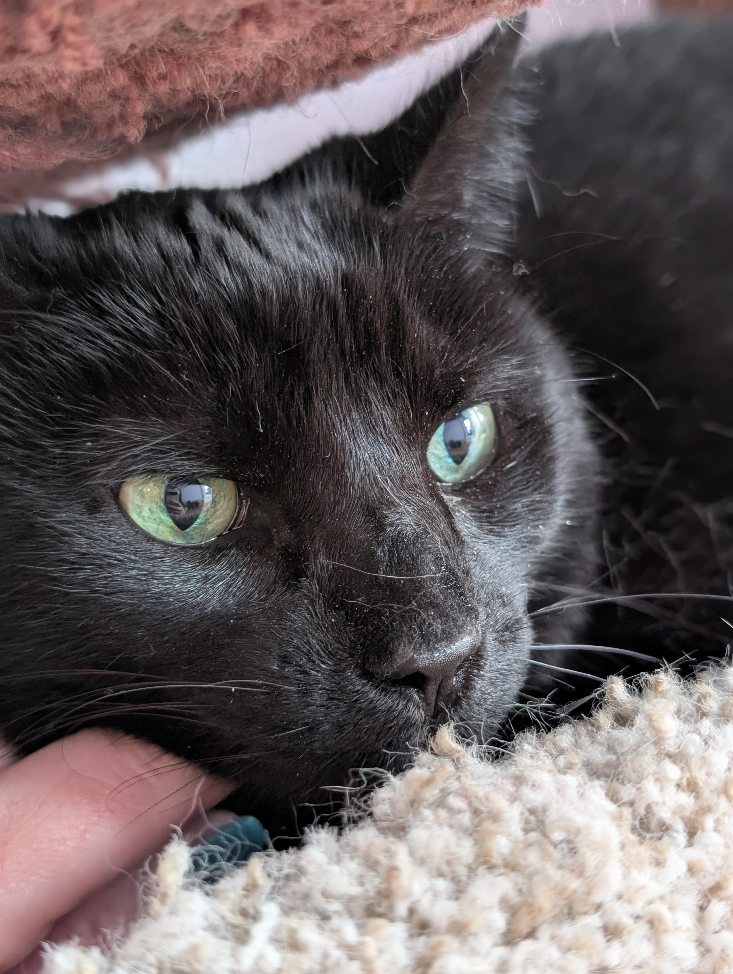 Enlarge Raven (cat café) , a ADOPTABLE Domestic Short Hair in West Lafayette, IN image 4/4