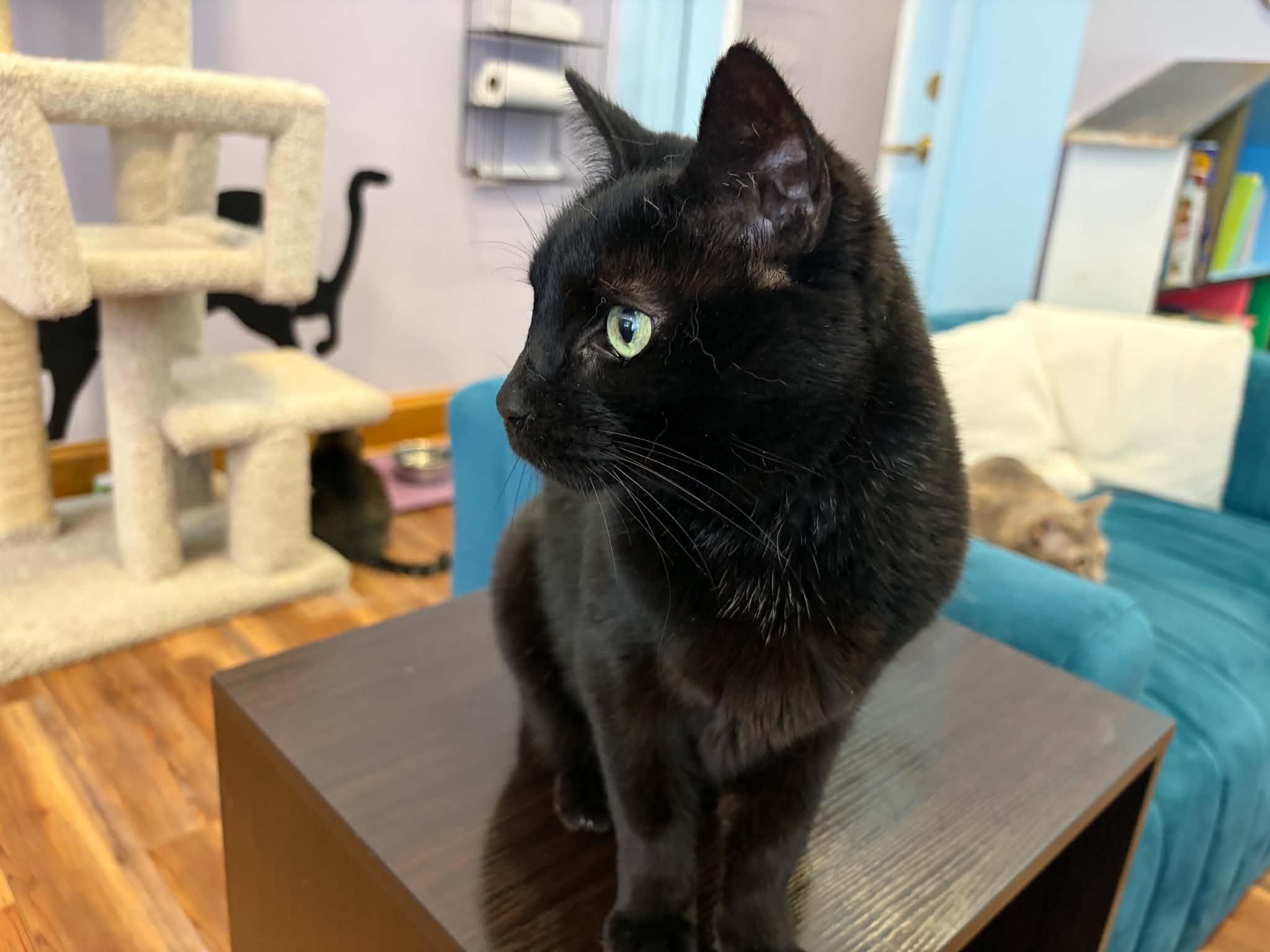 Enlarge Raven (cat café) , a ADOPTABLE Domestic Short Hair in West Lafayette, IN image 4/5