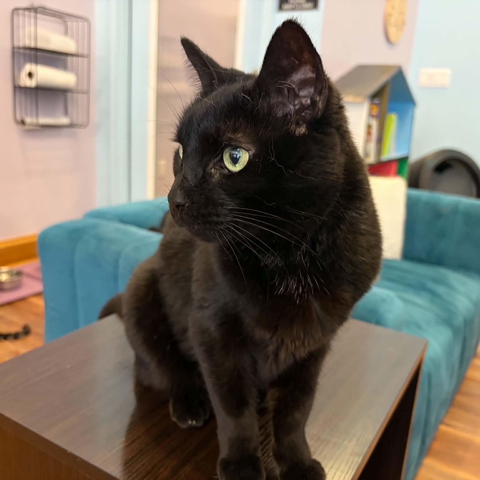 Enlarge Raven (cat café) , a ADOPTABLE Domestic Short Hair in West Lafayette, IN image 1/5