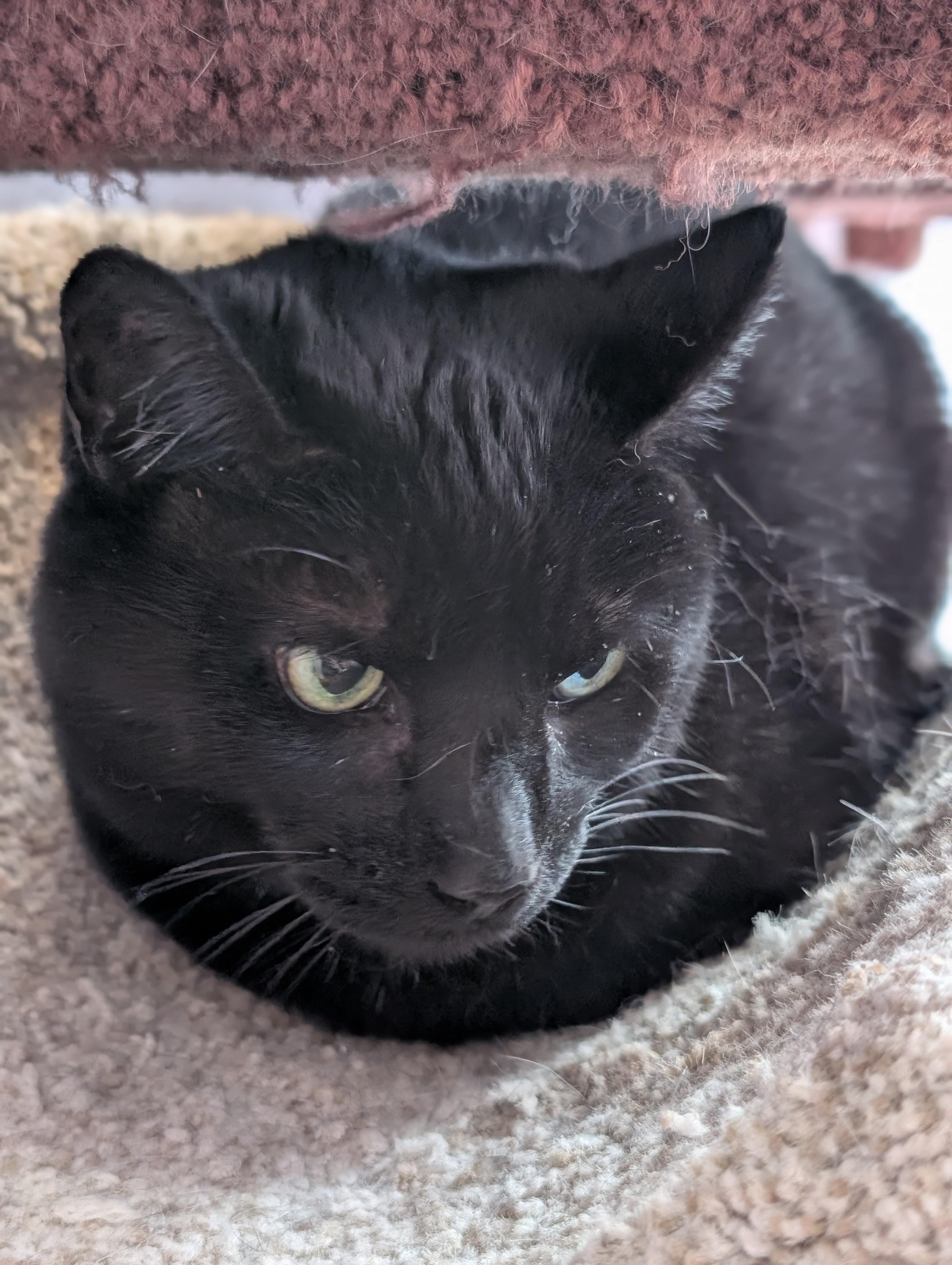 Enlarge Raven (cat café) , a ADOPTABLE Domestic Short Hair in West Lafayette, IN image 3/4