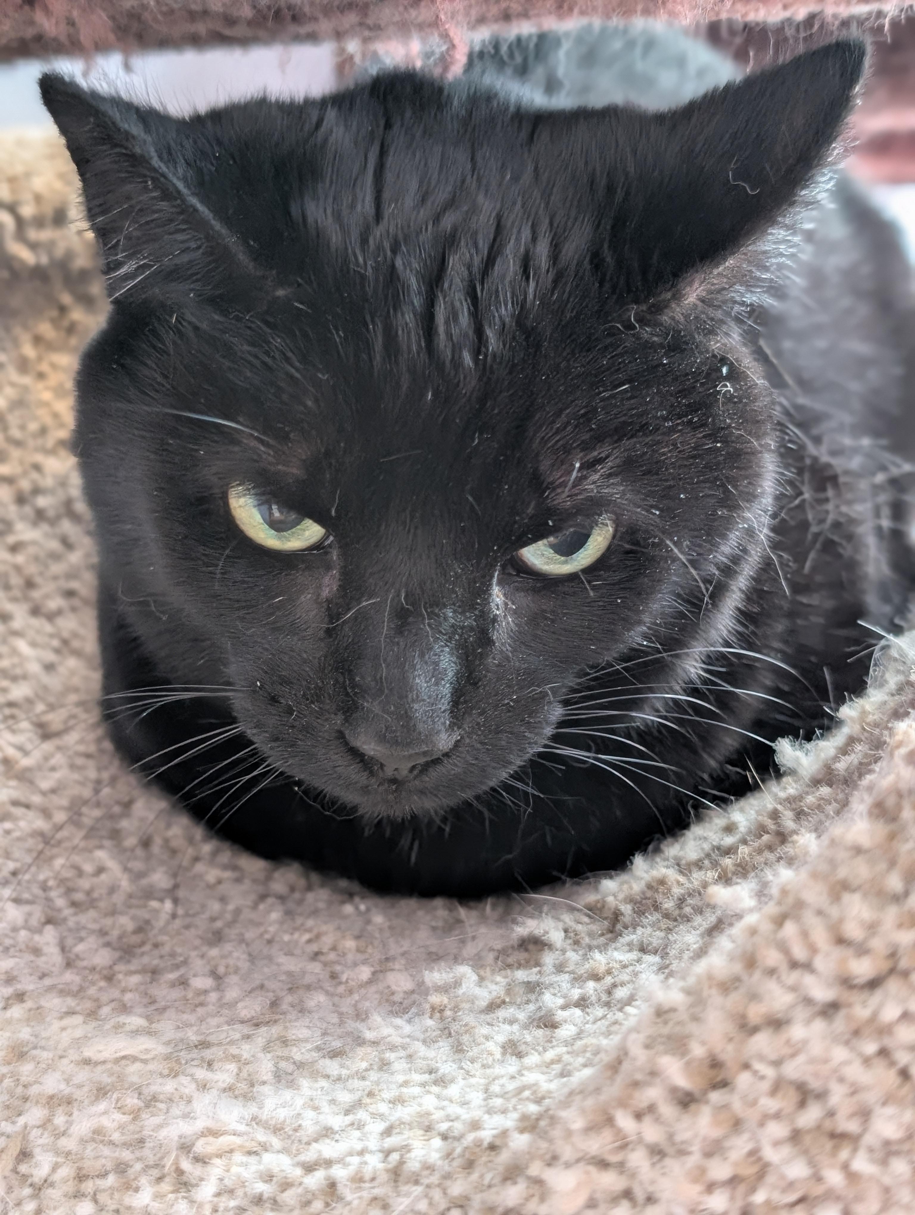 Enlarge Raven (cat café) , a ADOPTABLE Domestic Short Hair in West Lafayette, IN image 2/4