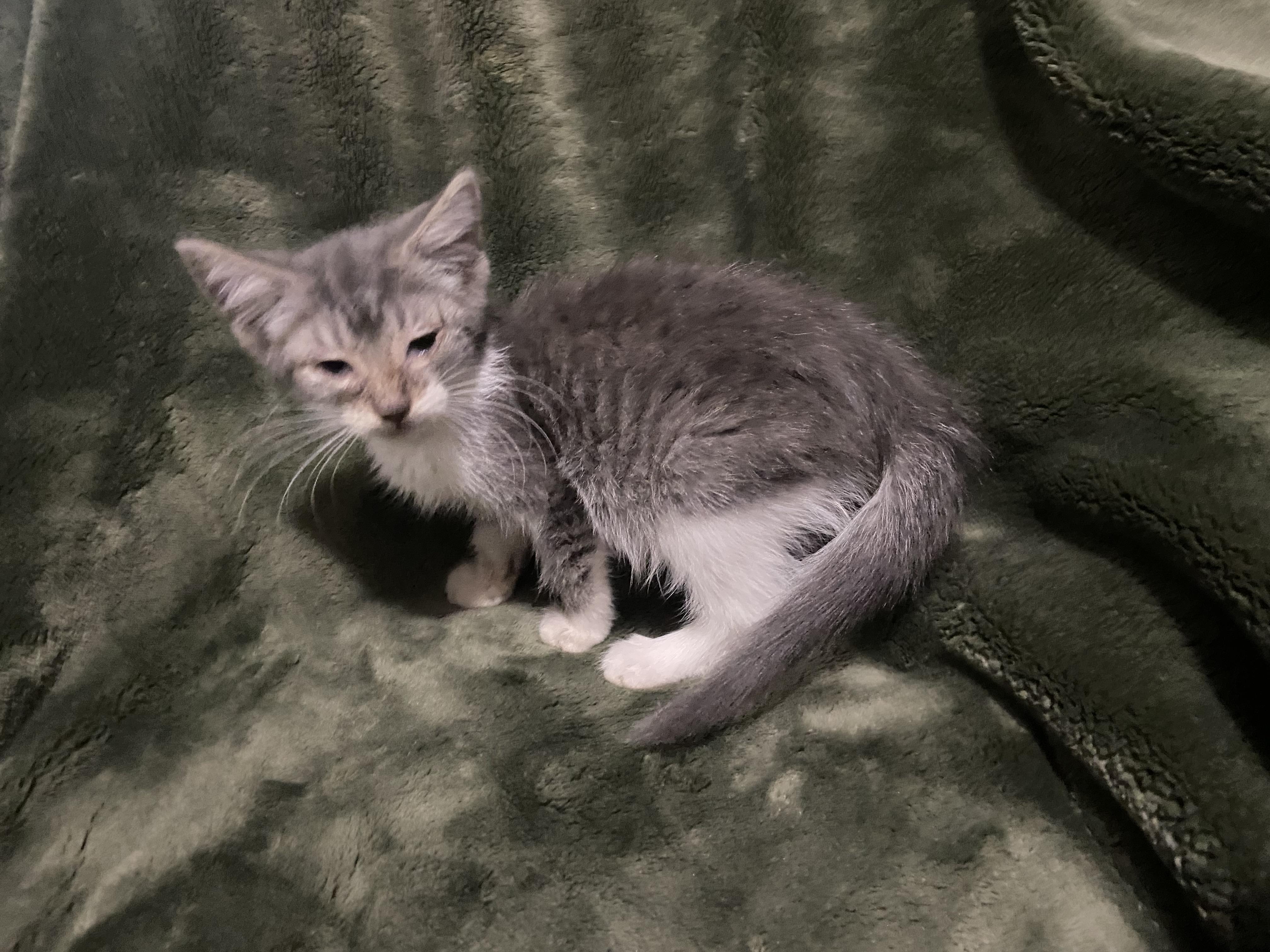 Enlarge Bindy, an adopted Domestic Short Hair in Waveland, IN image 1/2