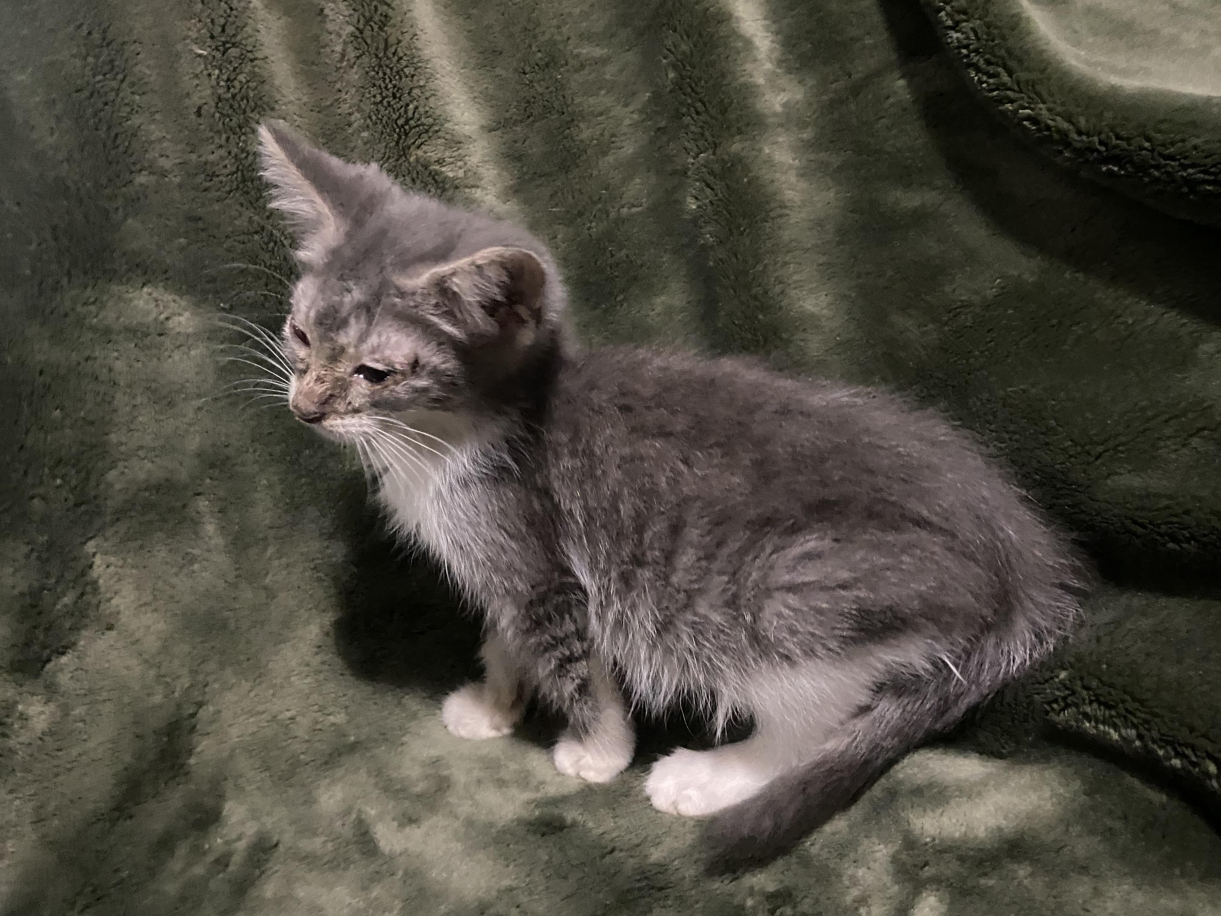 Enlarge Bindy, an adopted Domestic Short Hair in Waveland, IN image 2/2