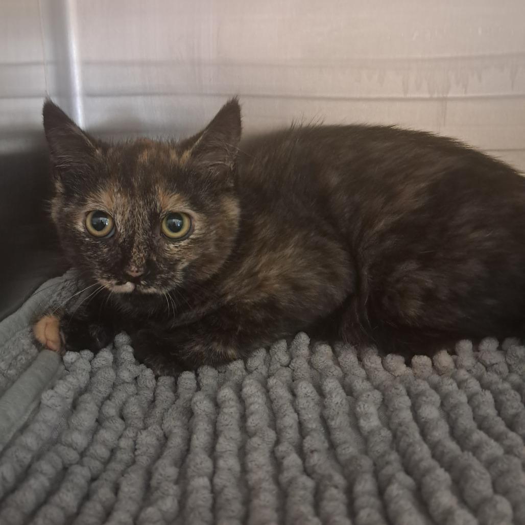 Tina, Adoptable, Kitten Female Domestic Short Hair.