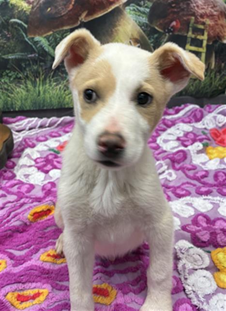 SQUEEK, Adoptable, Puppy Male Rat Terrier.