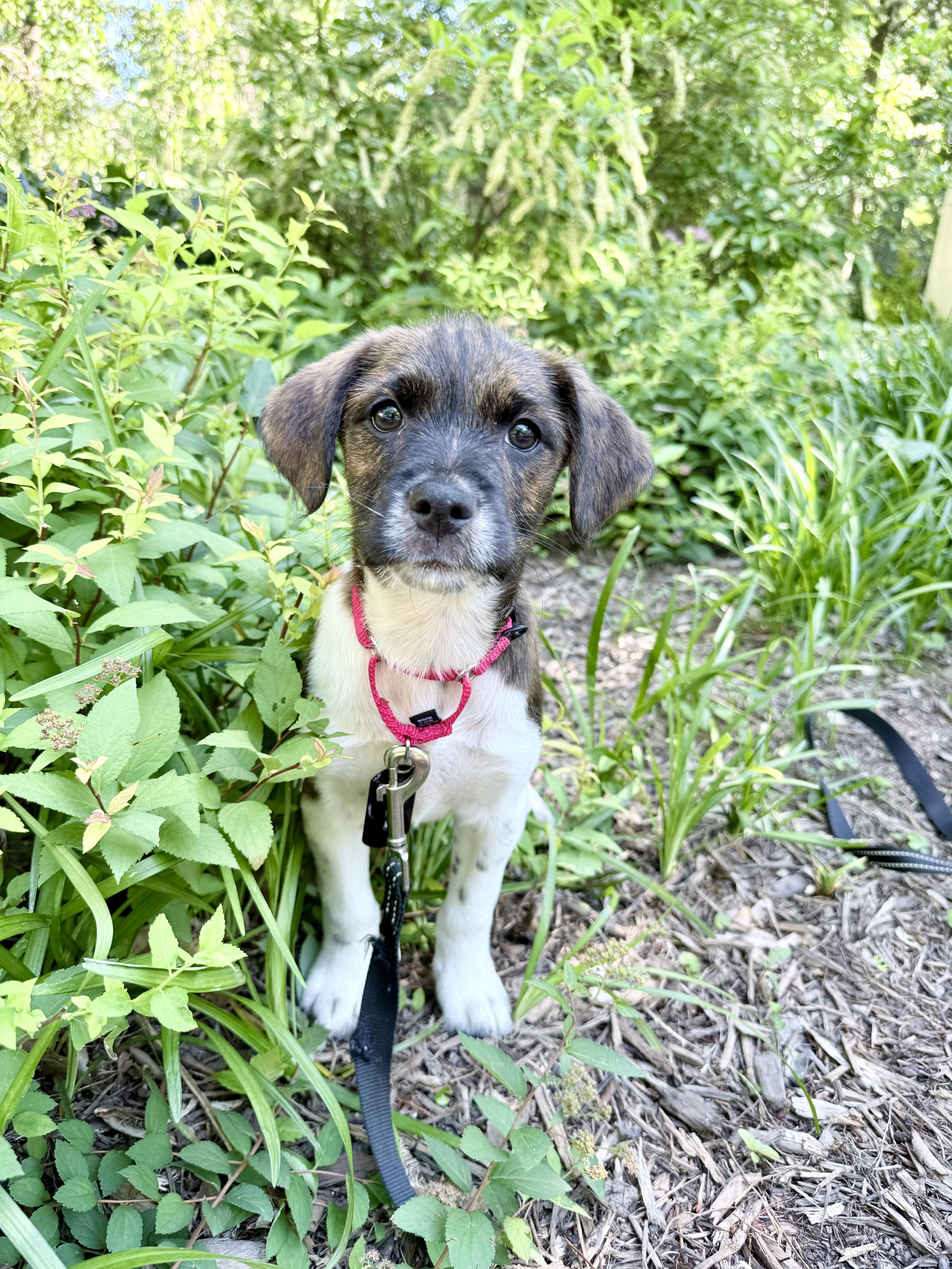 Allen, ADOPTABLE, Puppy Male Terrier.