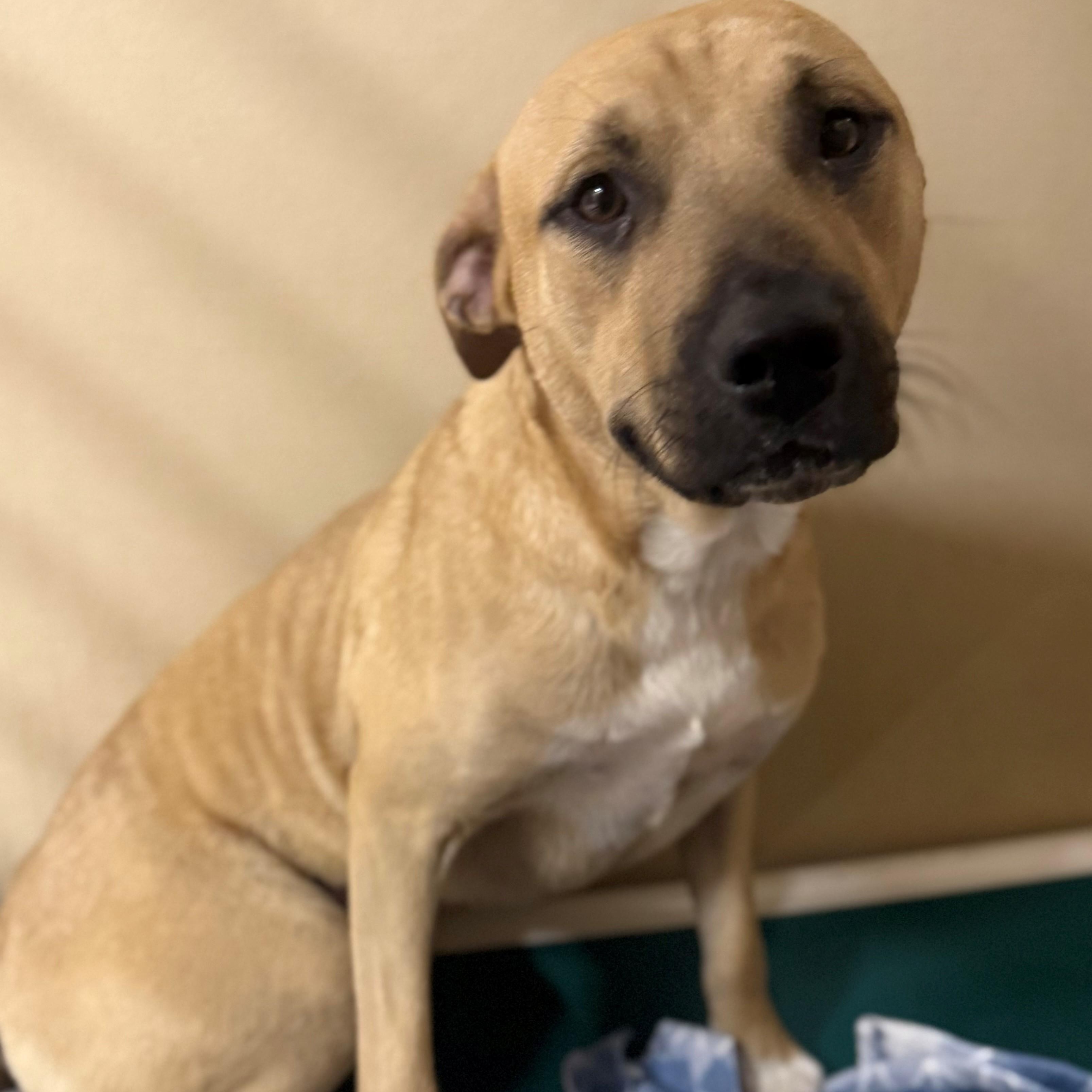 Smiley, ADOPTABLE, Adult Male Black Mouth Cur.