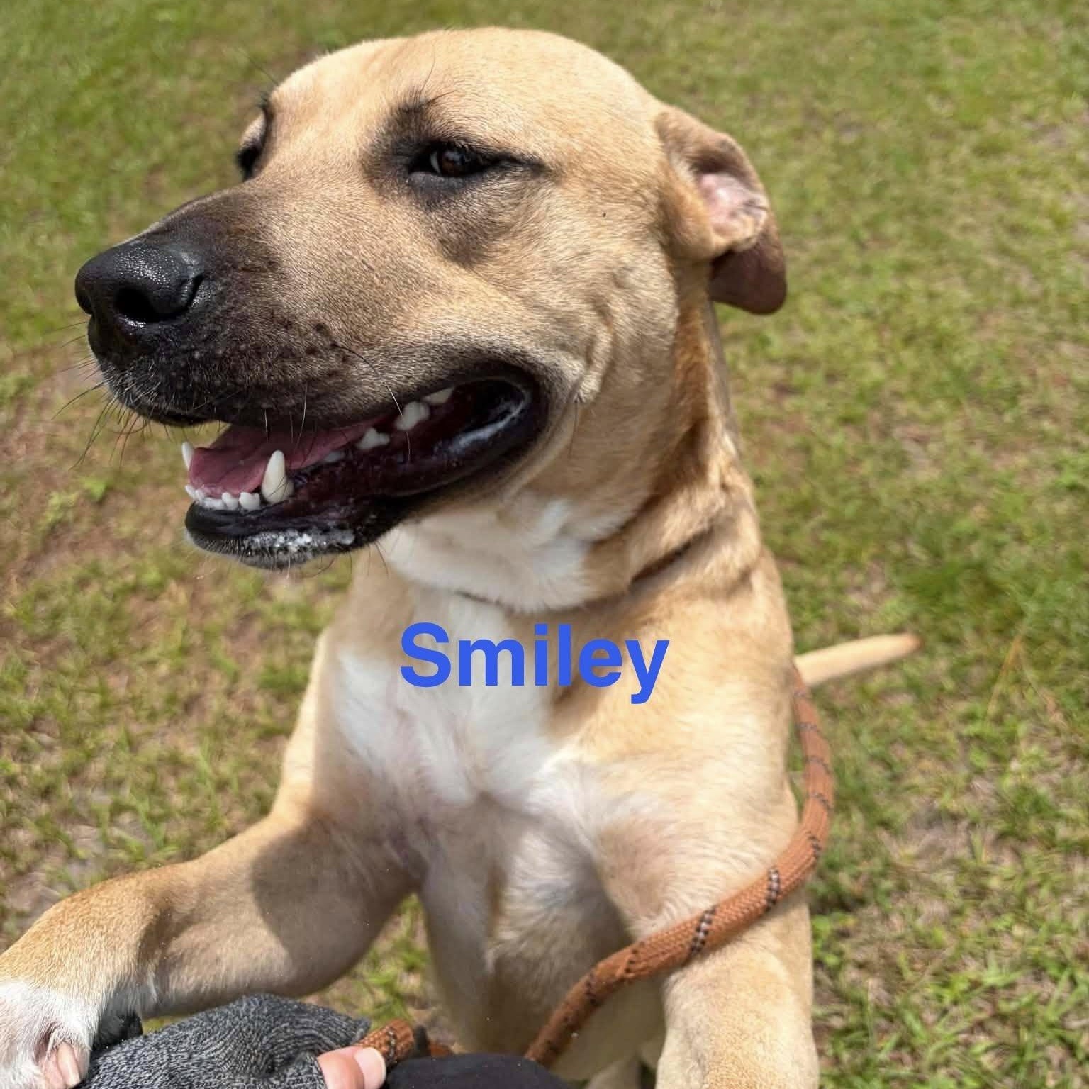 Smiley, ADOPTABLE, Adult Male Black Mouth Cur.