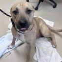 Enlarge Smiley, a ADOPTABLE mixed breed in St. Augustine, FL image 2/2