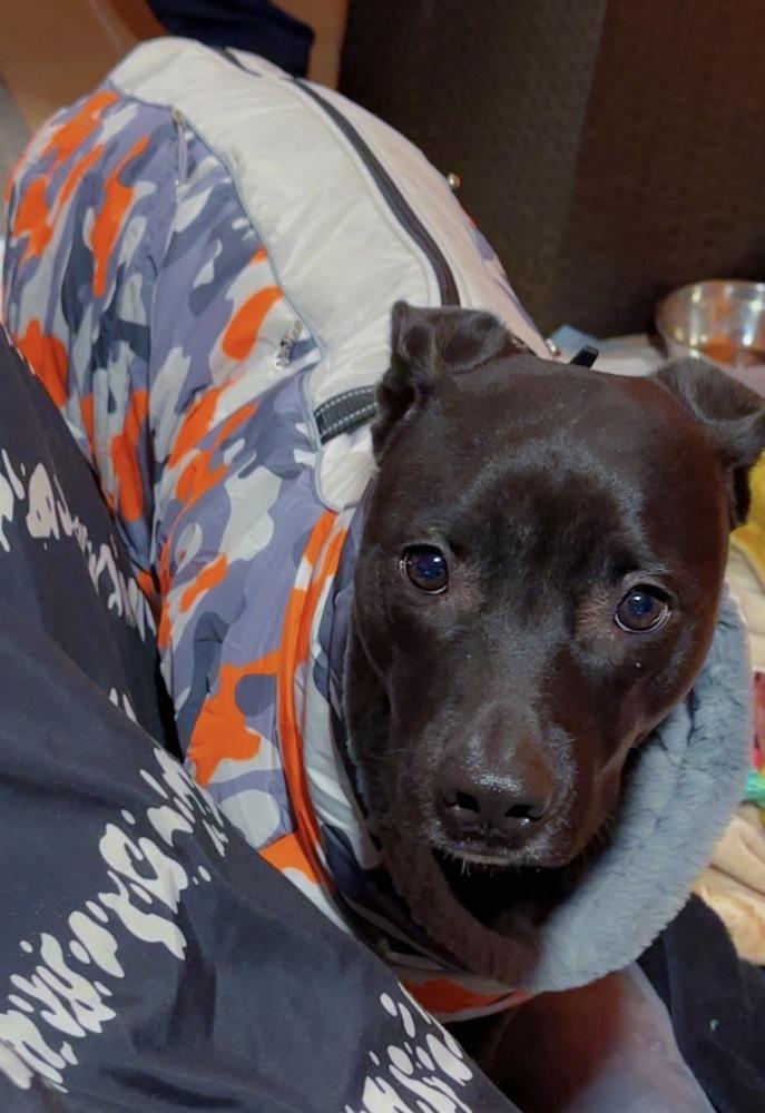 Fraseroreo thumbnail 2