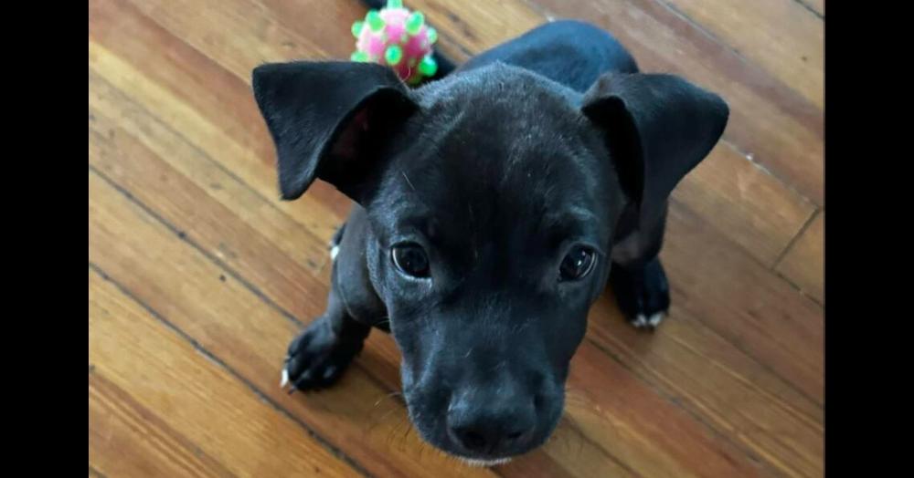 Fraseroreo thumbnail 3