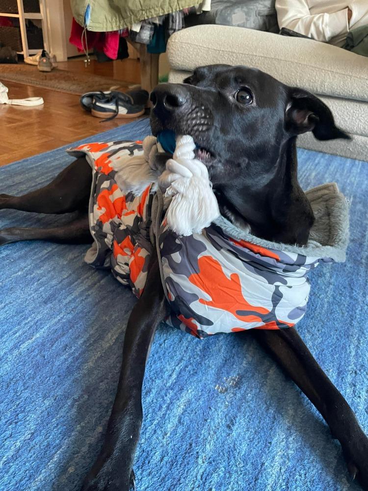 Fraseroreo thumbnail 4