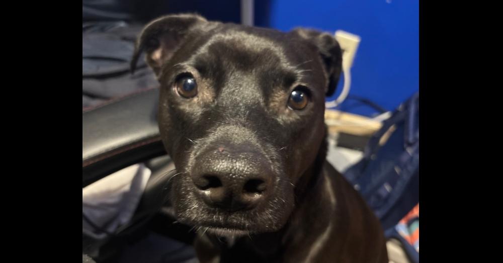 Fraseroreo thumbnail 5