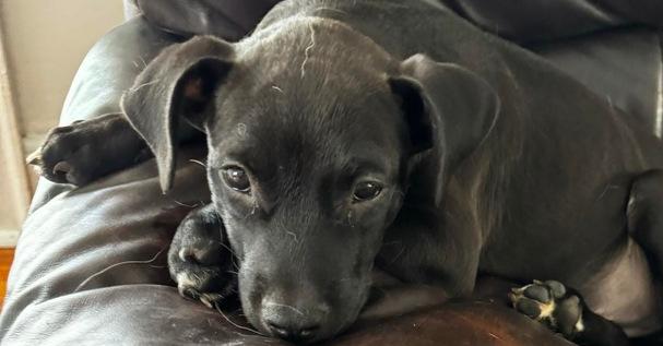 Fraseroreo thumbnail 6