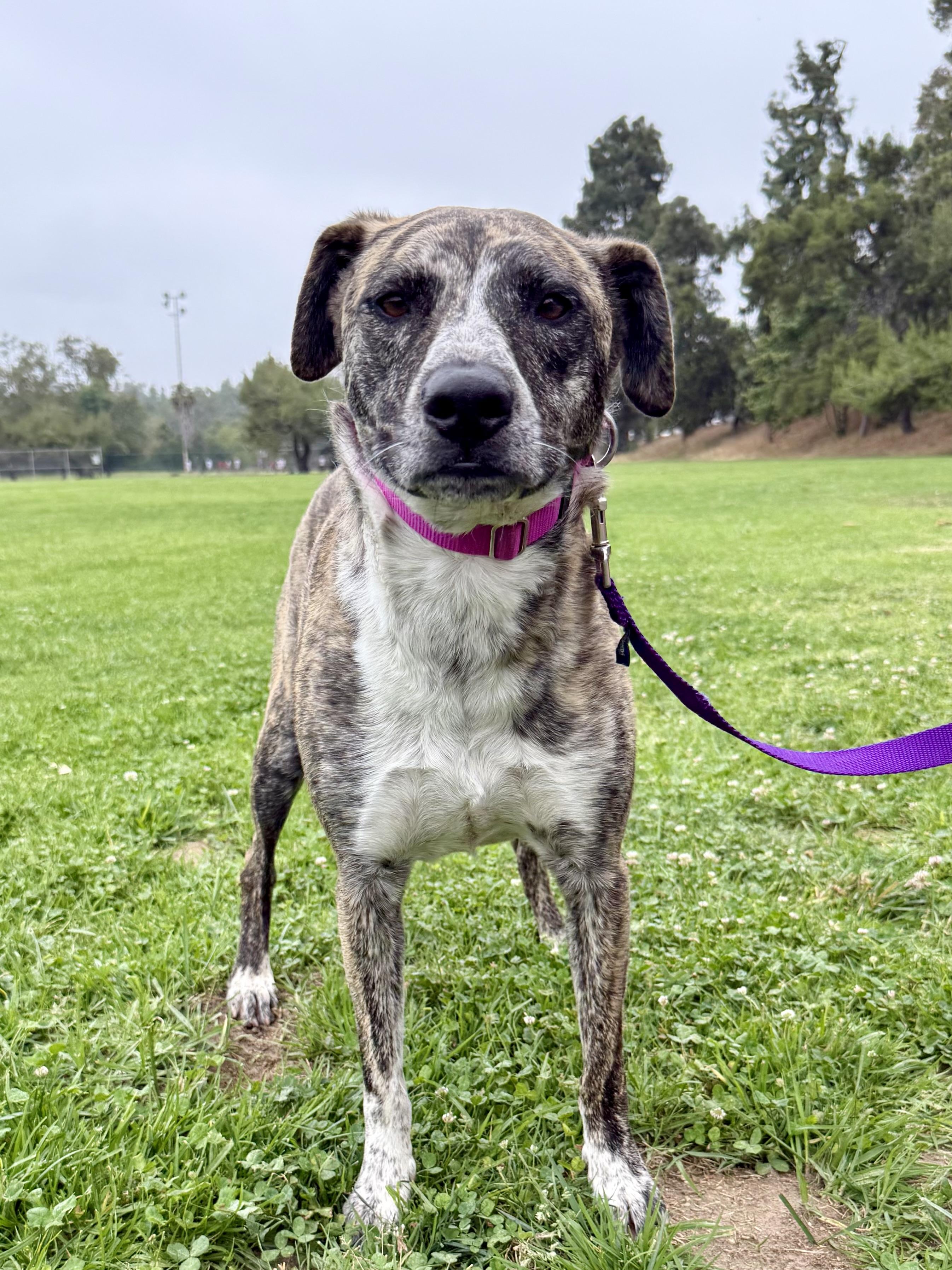 Enlarge Tilly, a ADOPTABLE mixed breed in Los Angeles, CA image 1/6