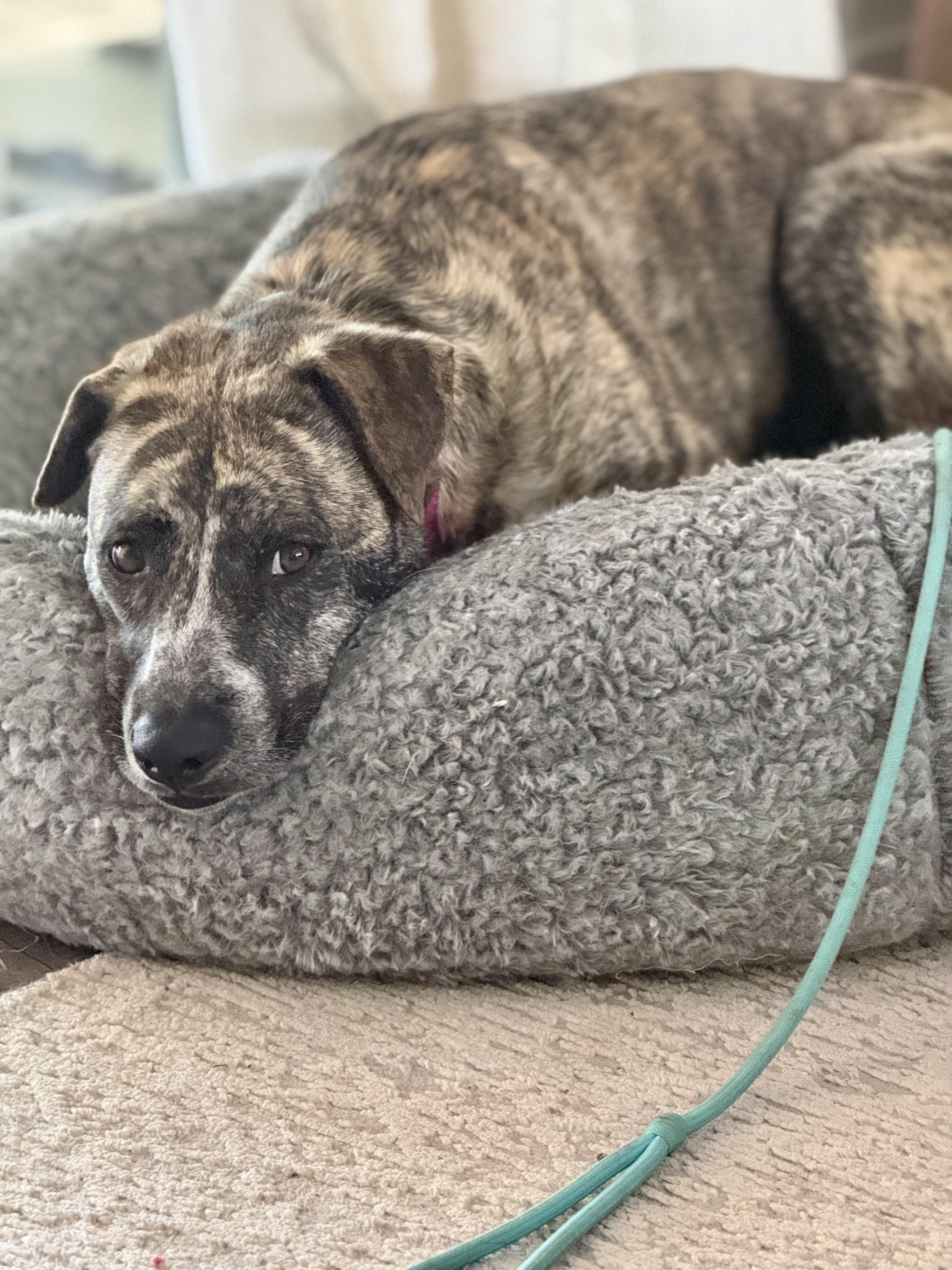 Enlarge Tilly, a ADOPTABLE mixed breed in Los Angeles, CA image 2/6