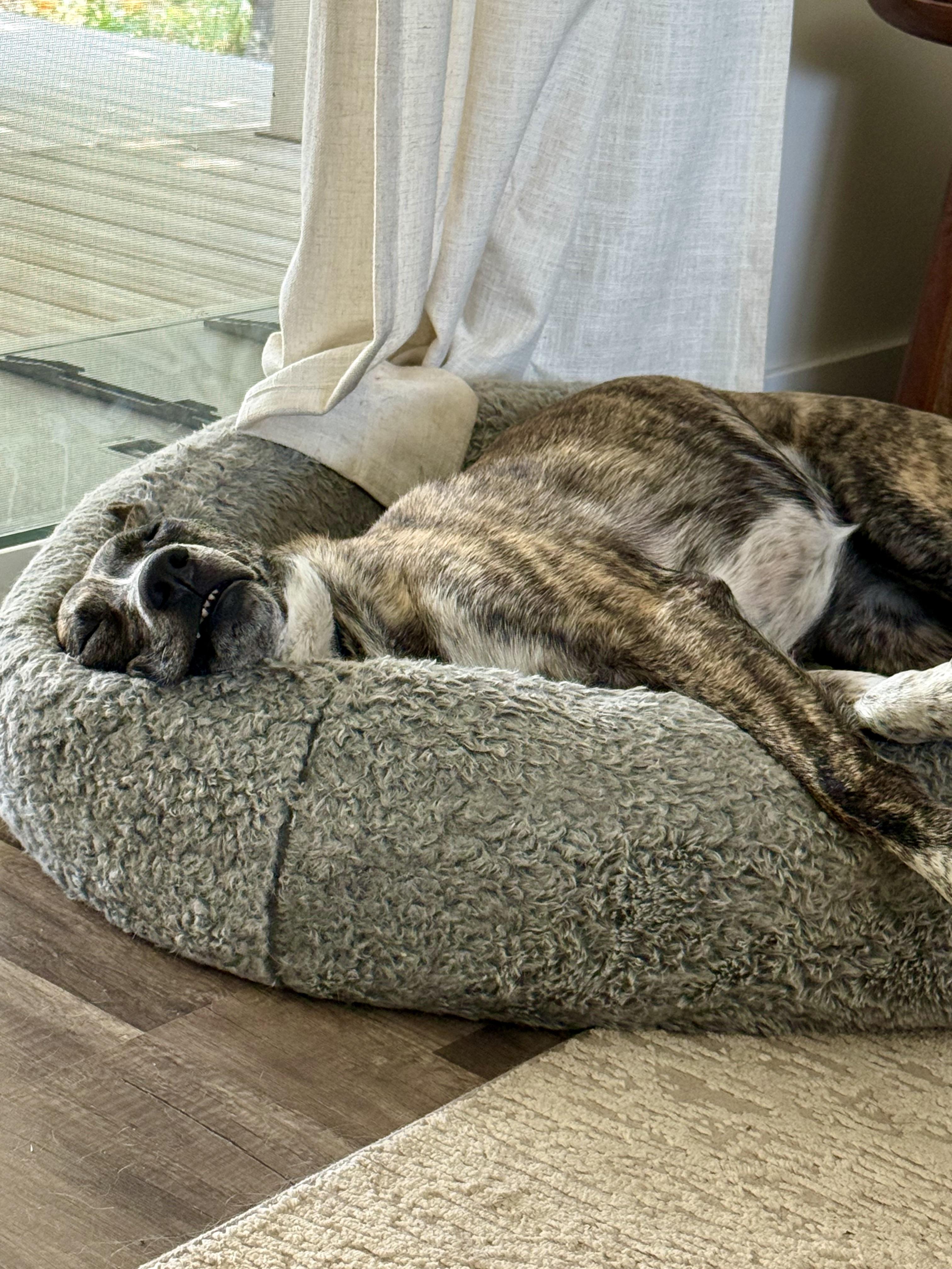 Enlarge Tilly, a ADOPTABLE mixed breed in Los Angeles, CA image 3/6