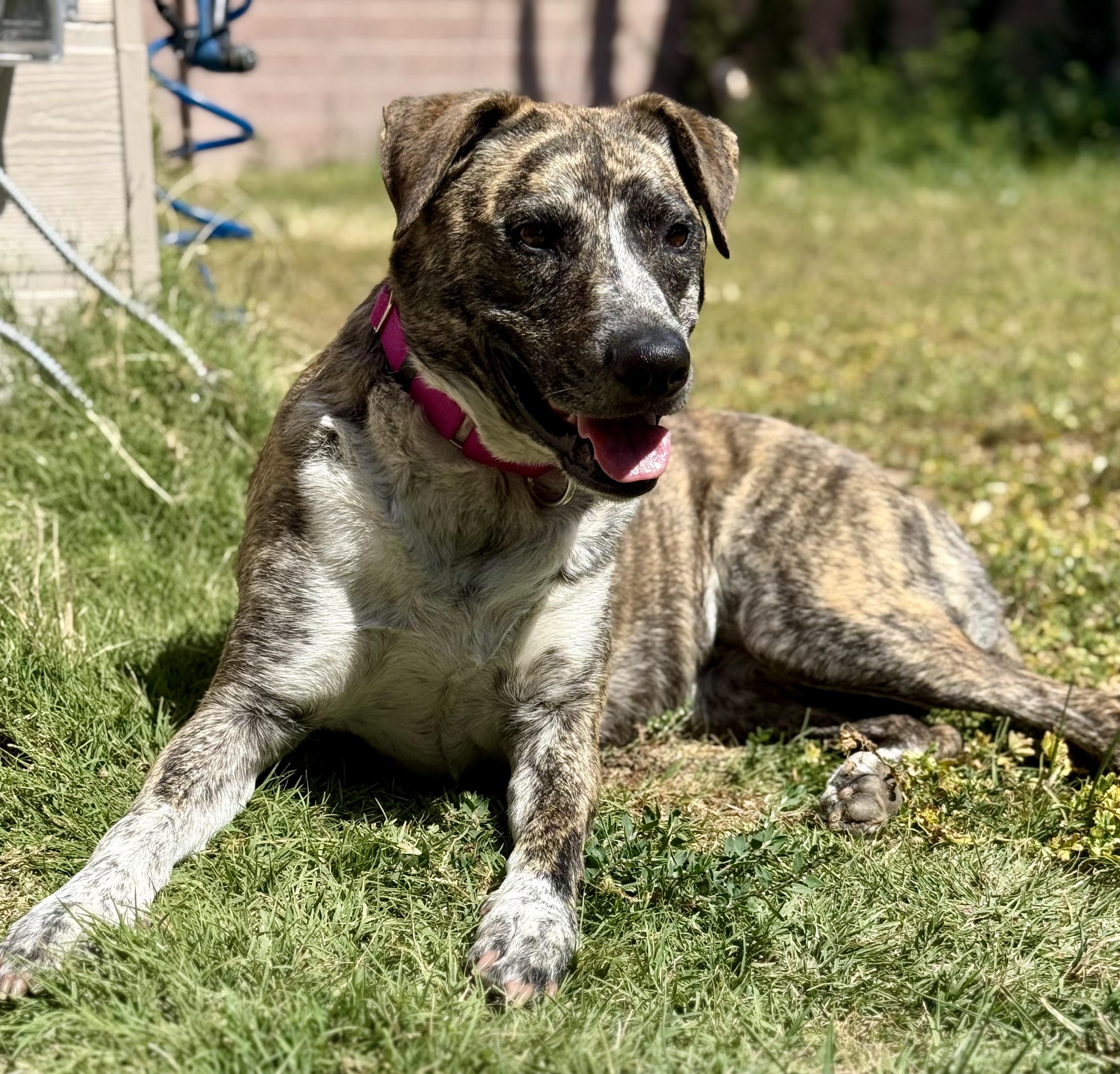 Enlarge Tilly, a ADOPTABLE mixed breed in Los Angeles, CA image 4/6