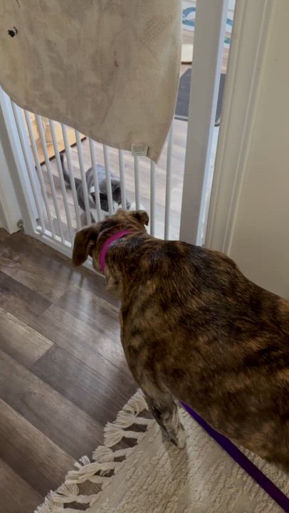 Enlarge Tilly, a ADOPTABLE mixed breed in Los Angeles, CA video 6/6