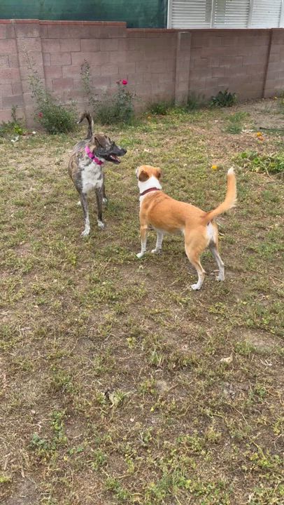 Enlarge Tilly, a ADOPTABLE mixed breed in Los Angeles, CA video 5/6