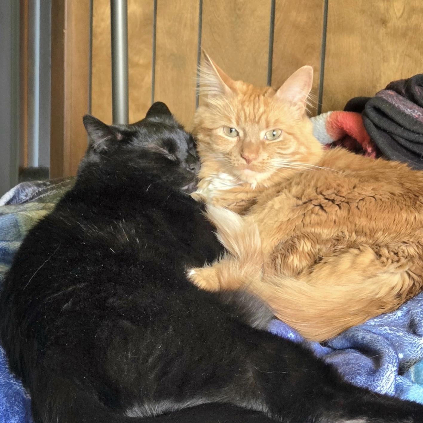 Enlarge Boo, a Adoptable Domestic Short Hair in Albany, NY image 6/6