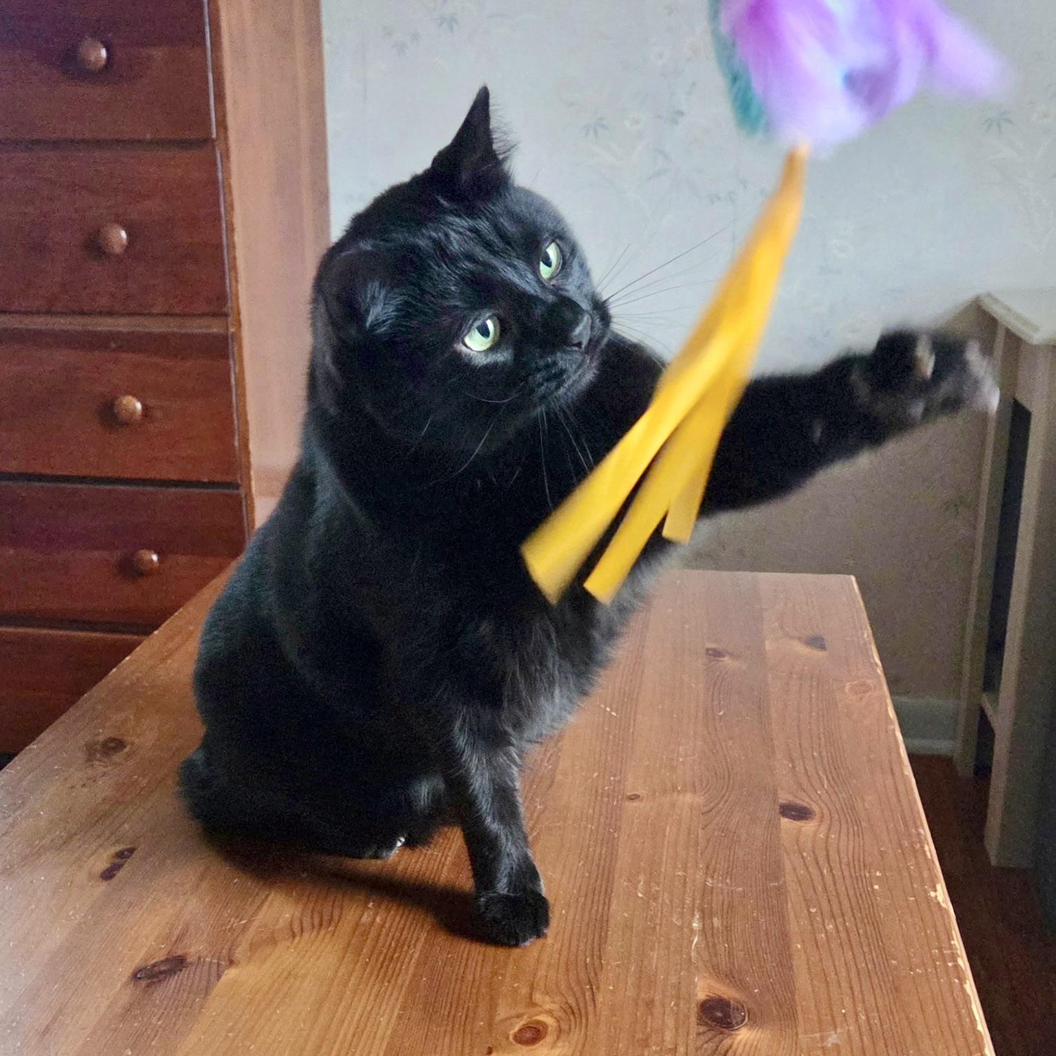 Boo, Adoptable, Adult Male Domestic Short Hair.