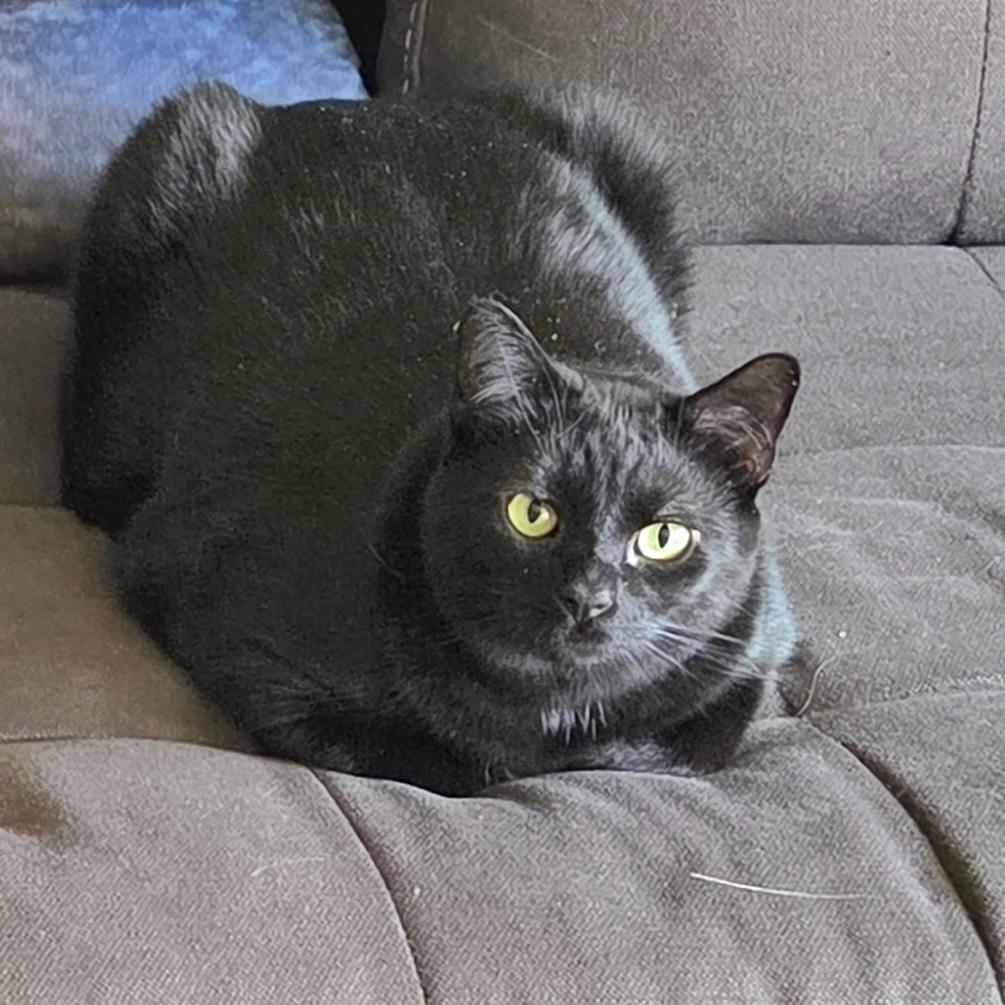 Enlarge Boo, a Adoptable Domestic Short Hair in Albany, NY image 3/6