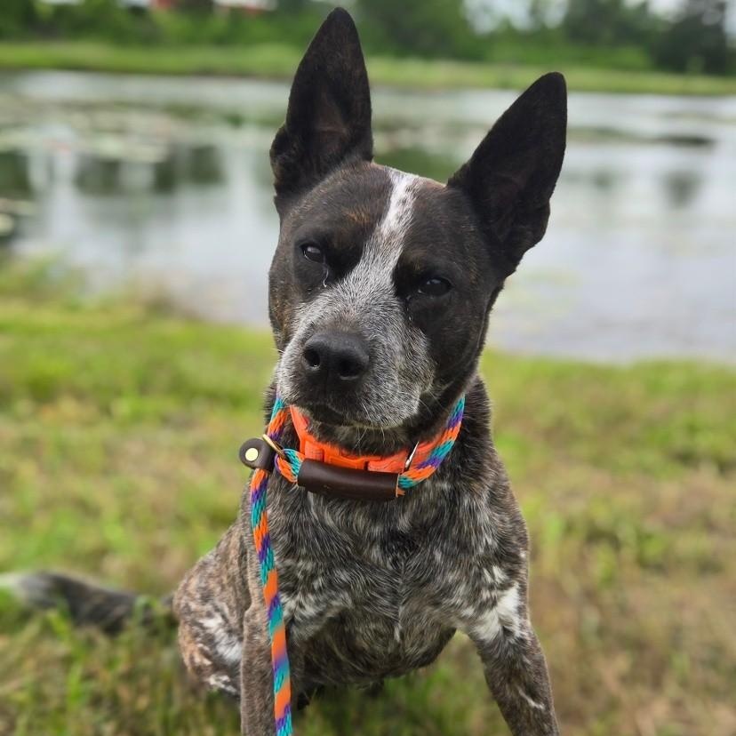 Enlarge Lou, a ADOPTABLE Australian Cattle Dog / Blue Heeler in Mounds, OK image 1/2